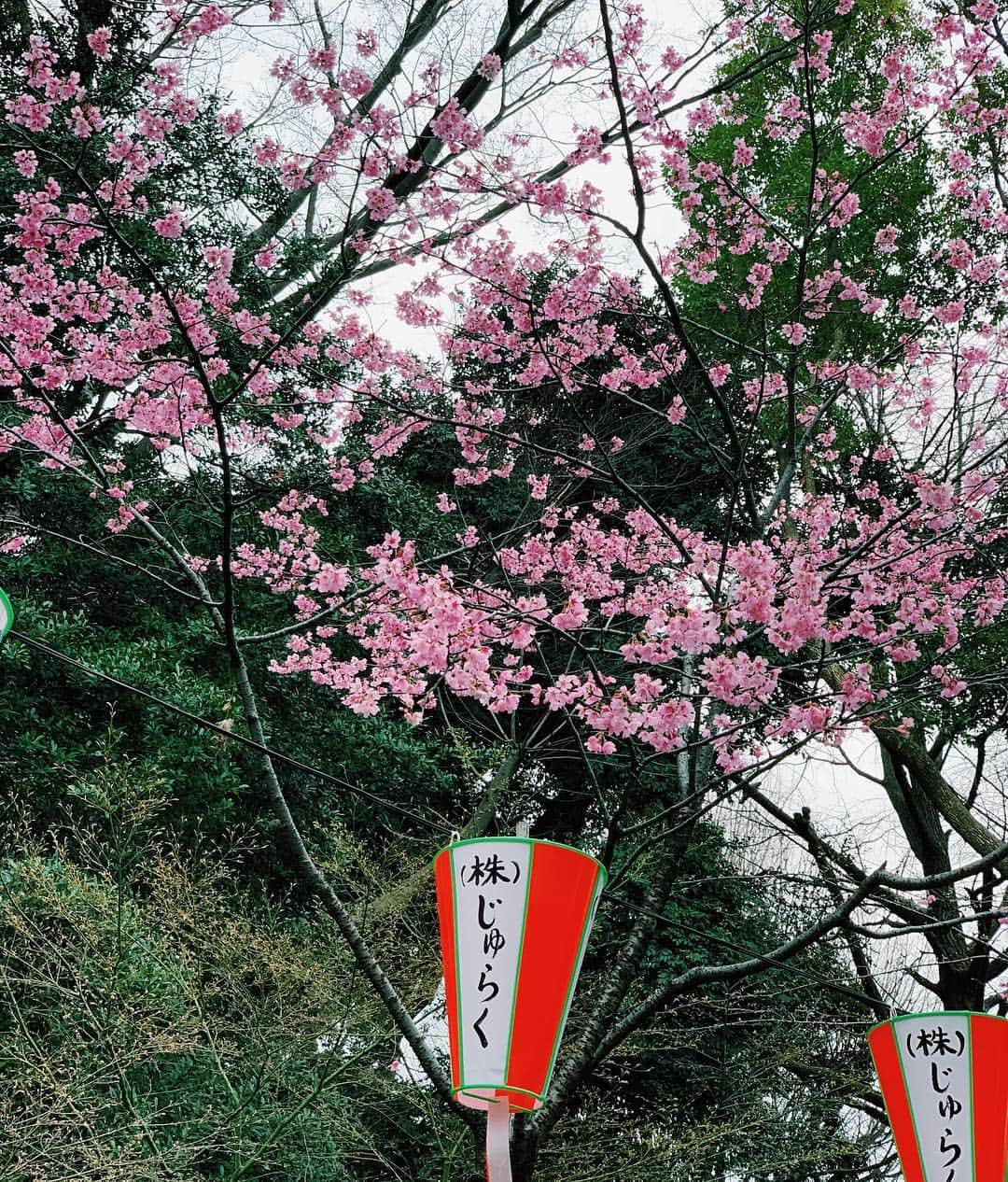 小池真友さんのインスタグラム写真 - (小池真友Instagram)「咲いてた、、🌸 . #上野公園 #上野 #上野動物園」3月23日 8時19分 - koikemayu_