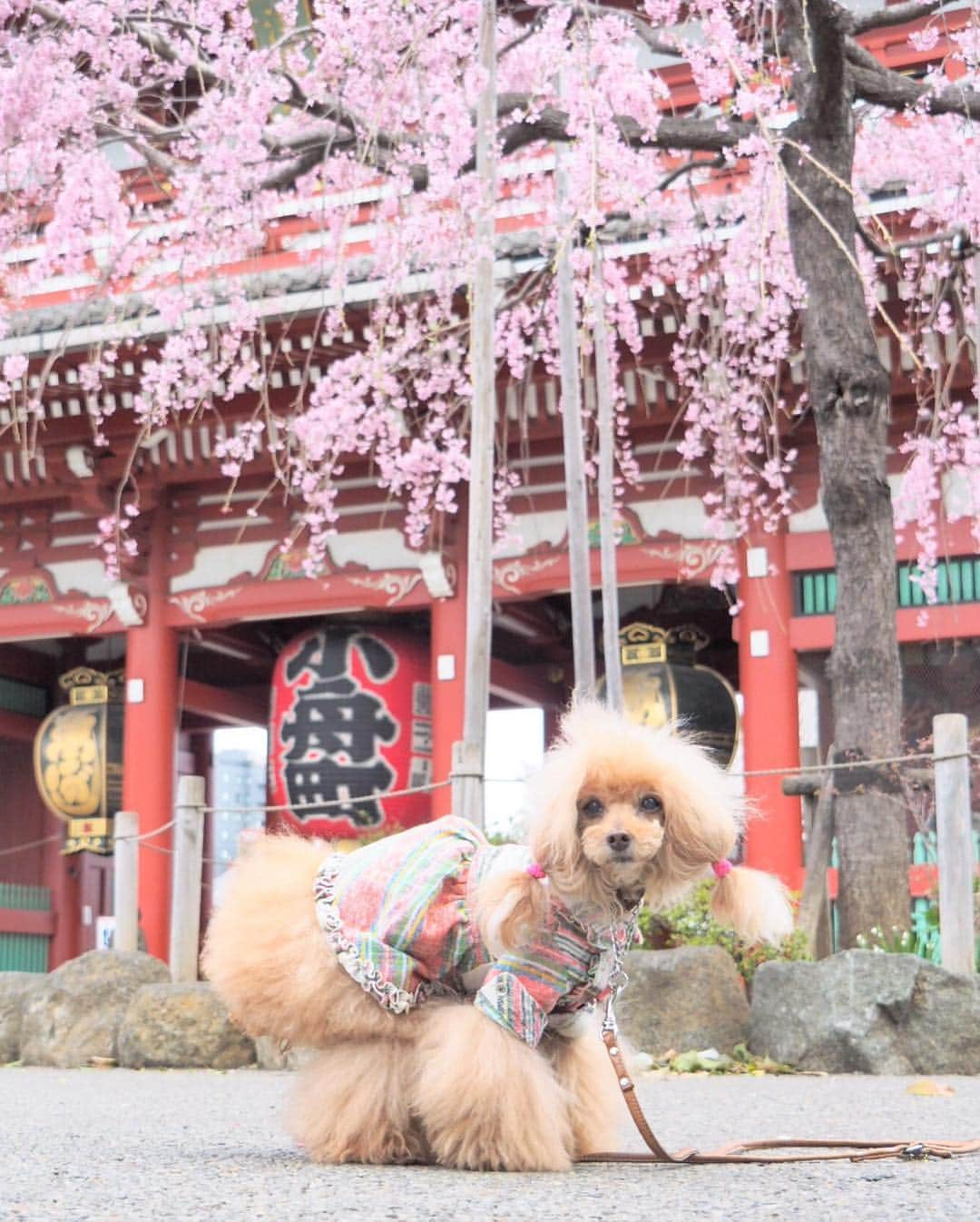 Toypoodle Mikuru?Asakusa Tokyoのインスタグラム