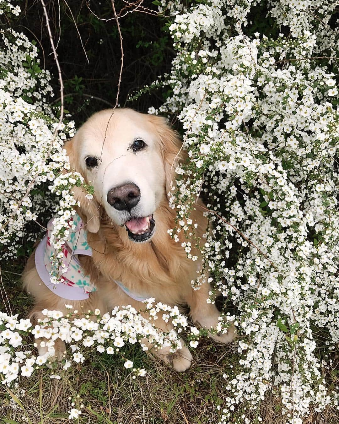 kei515yuさんのインスタグラム写真 - (kei515yuInstagram)「My love.  #dogsofinstagram #ゴールデンレトリバー #ilovegolden_retrievers #retrieversgram #petscorner #insta_animal #dog_ofinstagram #insta_dogs #gloriousgoldens #retriever #goldenretriever #犬バカ部 #igdog #gryuuko #topdogphoto #repost_ezyjp #retrieveroftheday #dogscorner #weeklyfluff #thedailygolden #dog_features #excellent_dogs #pecoいぬ部」3月23日 8時25分 - kei515yu