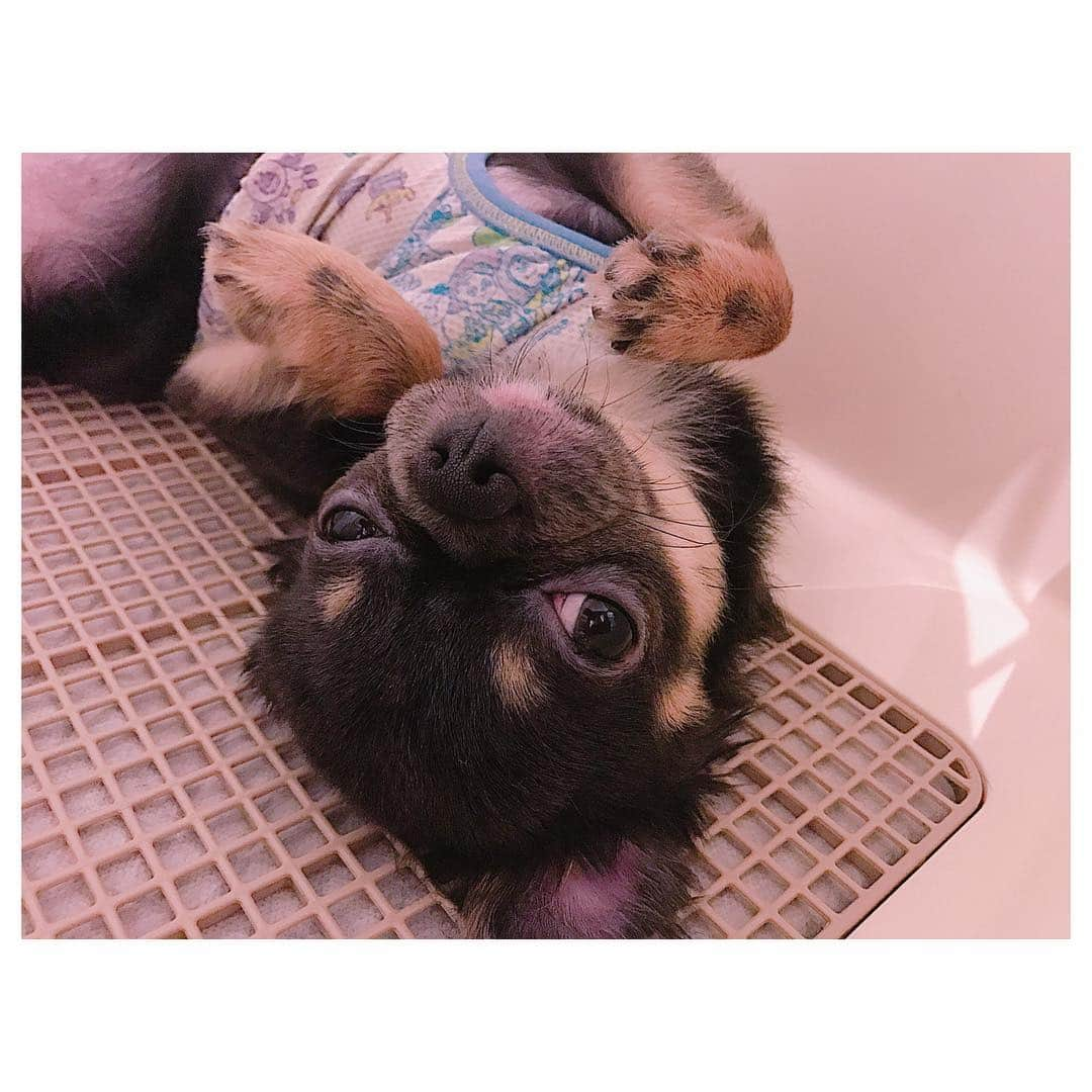 有明ゆなさんのインスタグラム写真 - (有明ゆなInstagram)「おはよう☀ そこはトイレだぞ？！笑笑 . . . . #愛犬 #チワワ #チワワちゃん #ちわわ #ちわわ多頭飼い #gm #goodmorning #おはよう #ぶちゃかわ #ぶちゃいく #ぶちゃ」3月23日 8時36分 - ariake_yuna