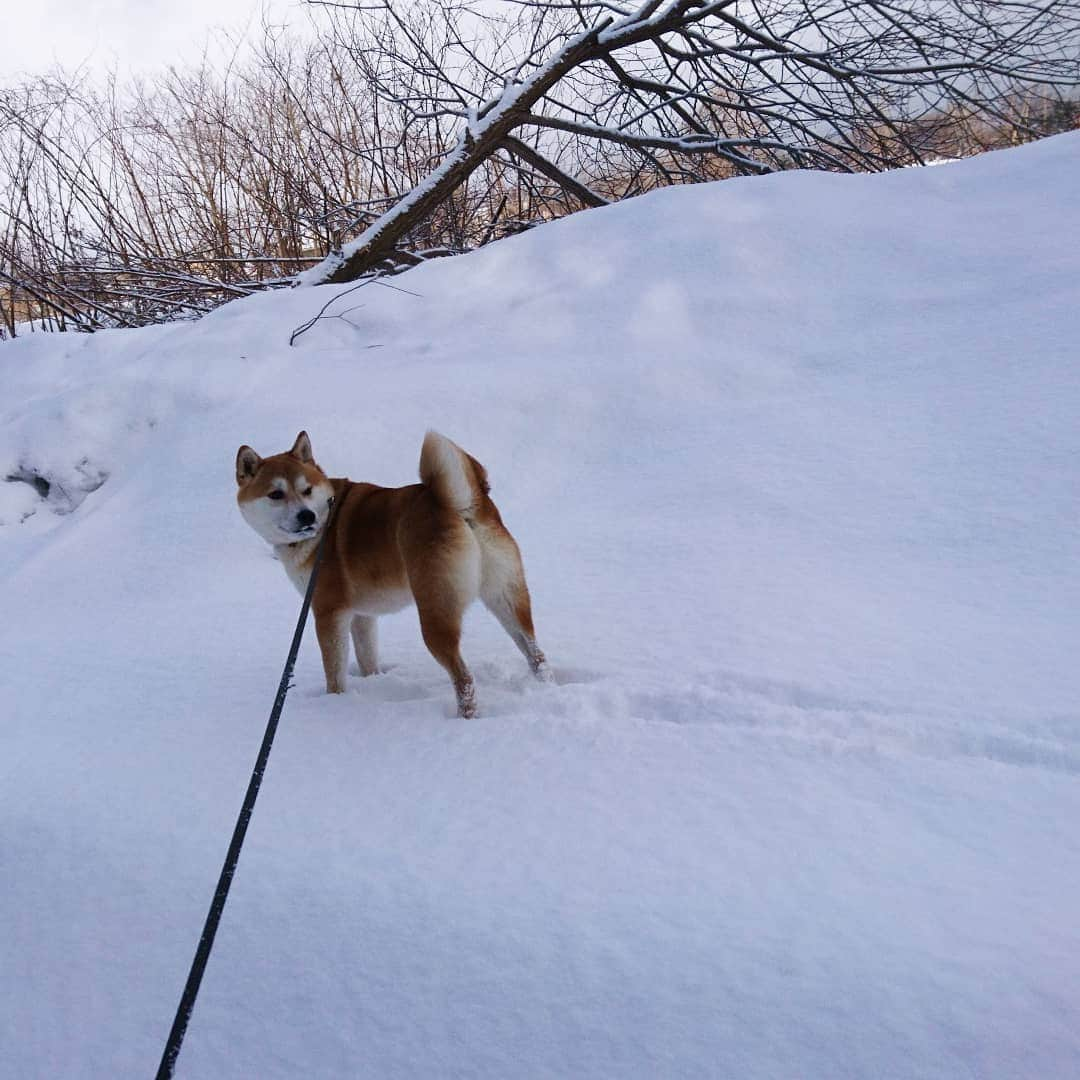 柴犬⭐️サスケさんのインスタグラム写真 - (柴犬⭐️サスケInstagram)「おはわん  #柴犬#赤柴#ふわもこ部#犬ら部 #わんだフォ #🐶📷 #🐶#日本犬 #shibagram #shibastagram #shibasnap #柴北会 #朝ん歩 #💩#⛄」3月23日 8時42分 - shiba20150405