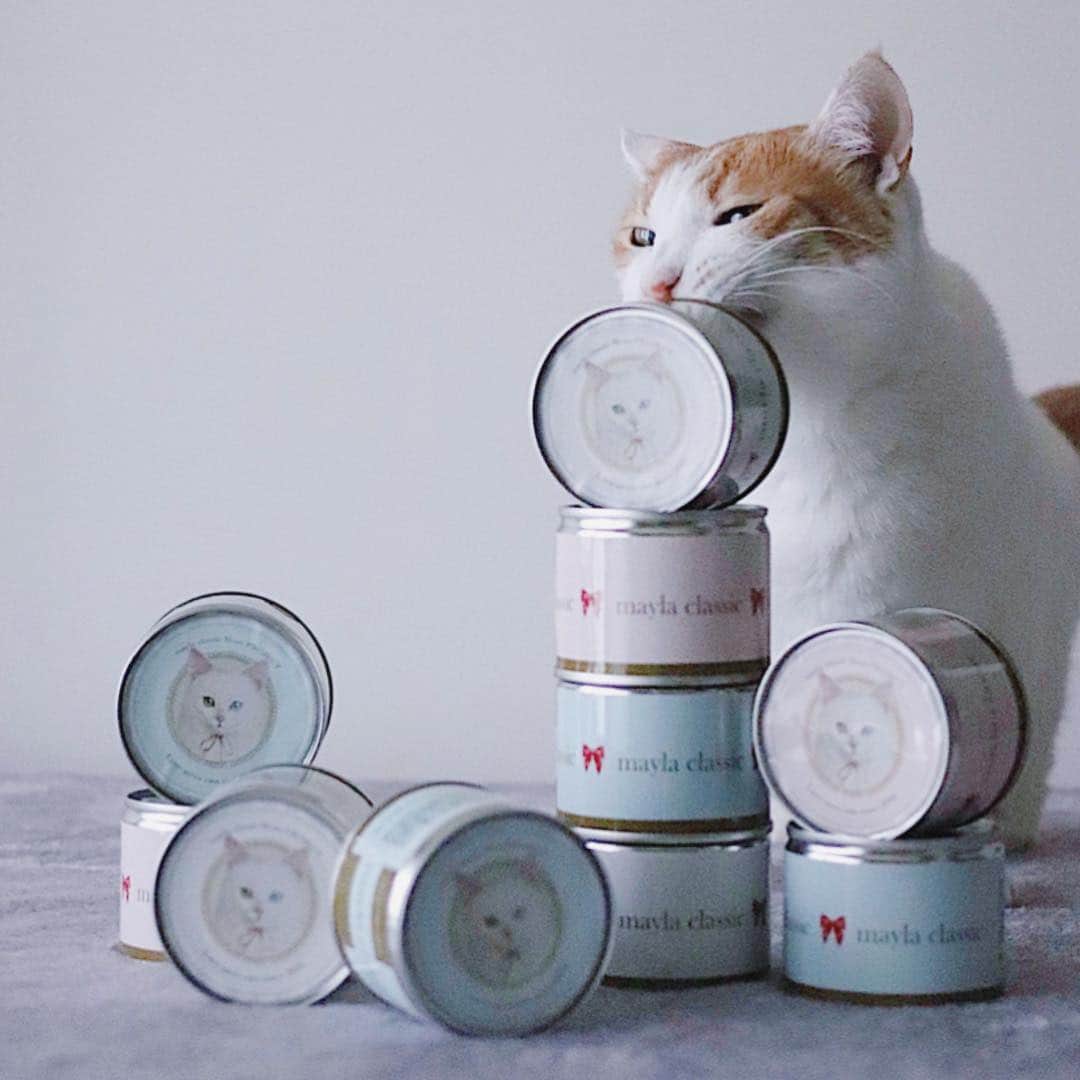 rei_nyanzさんのインスタグラム写真 - (rei_nyanzInstagram)「・ ・ 全部食べてよろしいか…😼 ・ 的な…ニンマリ具合🤣 ・  こちらの可愛すぎる猫缶は 2019年1月〜始動開始された 1缶の購入で1缶を寄付という ☞「M-can PROJECT」☜ の 参加型チャリティー企画商品✨ ・ このM-CAN (猫缶)や バッグチャームの利益で 同数量のM-CANを製造して 提携先の全国の保護猫施設に 無償で寄付するという活動です👏🏻 ・ 「愛は猫を救う」をテーマに 「M-can PROJECT」参加の 保護猫施設・団体・個人を 全国より募集なさっています👀✨ ・ ☟詳しくはこちらから☟ http://mayla.jp/feature/m_can_project ☝︎ストーリーズからも飛べます🕊☝︎ ・ ・  て… 待ちきれないからって 缶ごとは食べられませんょ😹👋🏻😂 ・ ・ ・  #mayla_classic #マイラクラシック #Mcanプロジェクト #保護猫 #チャリティー　#寄付 #猫 #ネコ #ねこ」3月23日 8時45分 - rei_nyanz