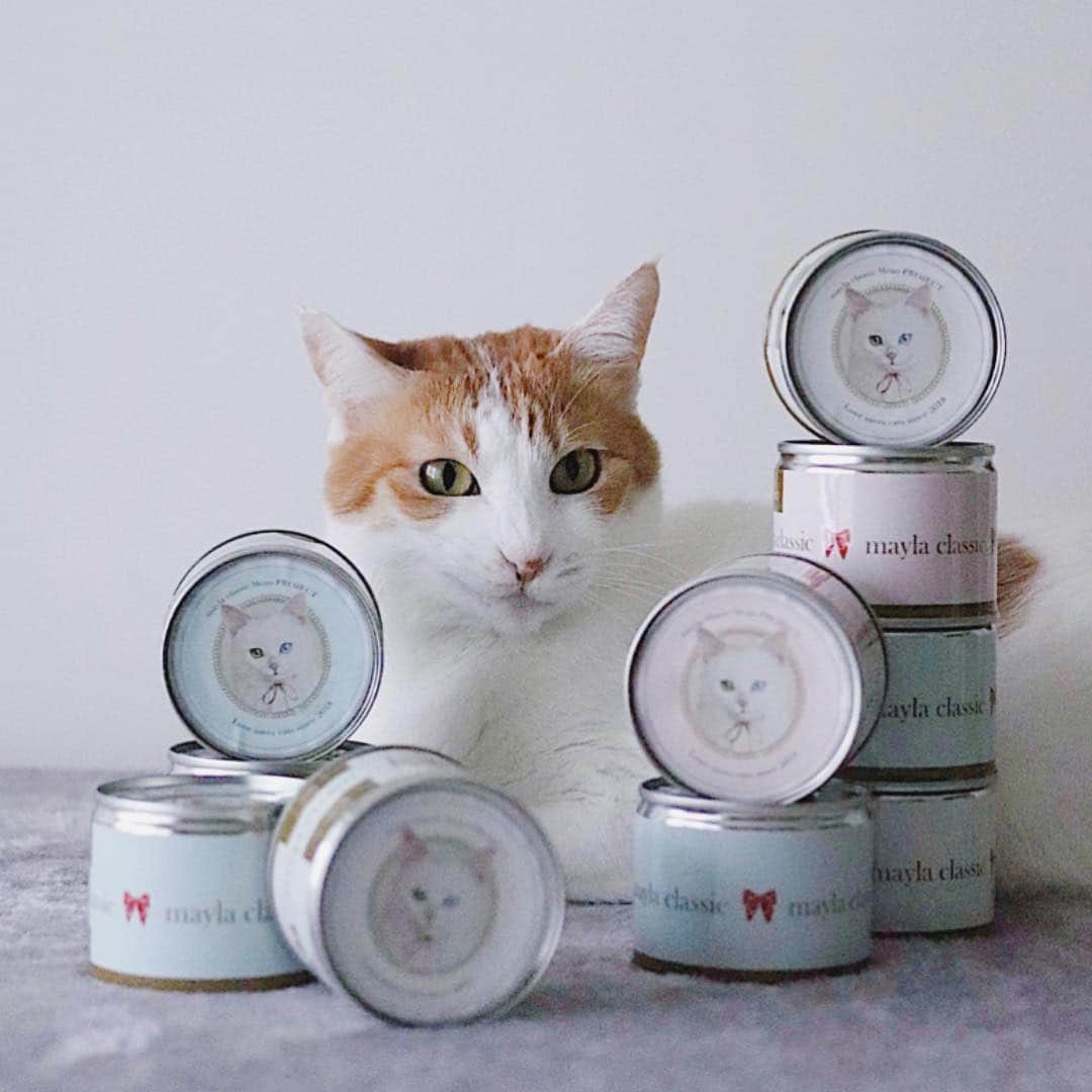 rei_nyanzさんのインスタグラム写真 - (rei_nyanzInstagram)「・ ・ 全部食べてよろしいか…😼 ・ 的な…ニンマリ具合🤣 ・  こちらの可愛すぎる猫缶は 2019年1月〜始動開始された 1缶の購入で1缶を寄付という ☞「M-can PROJECT」☜ の 参加型チャリティー企画商品✨ ・ このM-CAN (猫缶)や バッグチャームの利益で 同数量のM-CANを製造して 提携先の全国の保護猫施設に 無償で寄付するという活動です👏🏻 ・ 「愛は猫を救う」をテーマに 「M-can PROJECT」参加の 保護猫施設・団体・個人を 全国より募集なさっています👀✨ ・ ☟詳しくはこちらから☟ http://mayla.jp/feature/m_can_project ☝︎ストーリーズからも飛べます🕊☝︎ ・ ・  て… 待ちきれないからって 缶ごとは食べられませんょ😹👋🏻😂 ・ ・ ・  #mayla_classic #マイラクラシック #Mcanプロジェクト #保護猫 #チャリティー　#寄付 #猫 #ネコ #ねこ」3月23日 8時45分 - rei_nyanz