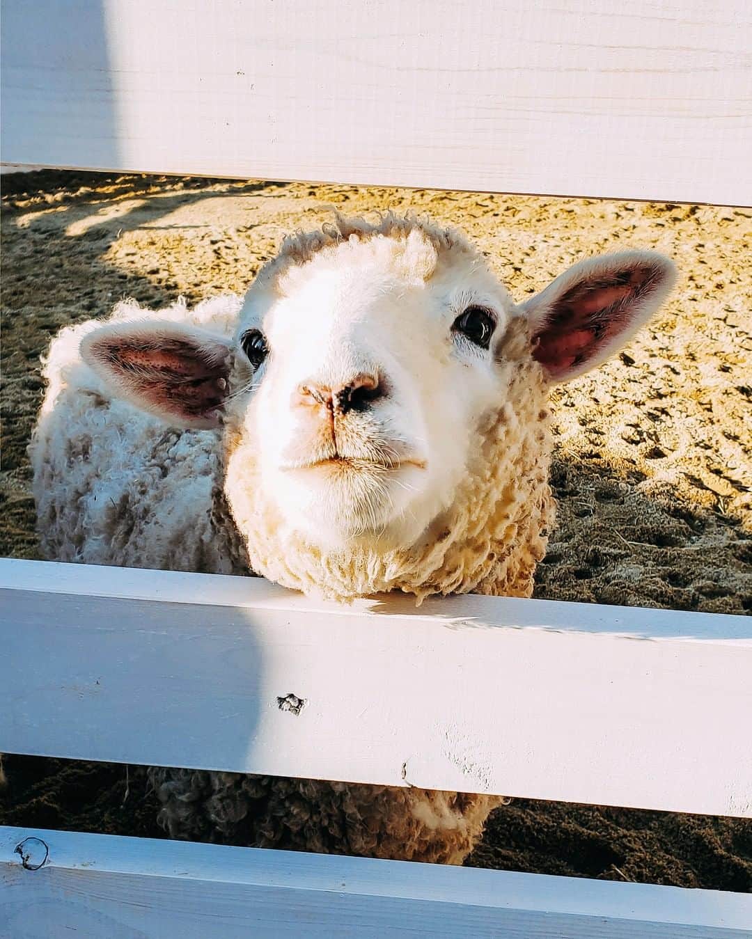 Galaxy Mobile Japanさんのインスタグラム写真 - (Galaxy Mobile JapanInstagram)「つぶらな瞳がかわいすぎます・・・ 📸#GalaxyNote9 #Noteのある生活 #withgalaxy Photo by @t.1972 ・ ・ ・ #兵庫 #三木 #ネスタリゾート神戸 #羊 #動物 #hyogo #miki #NESTARESORTKOBE #sheep #animal #Galaxyカメラ部」3月23日 9時00分 - samsungjpn