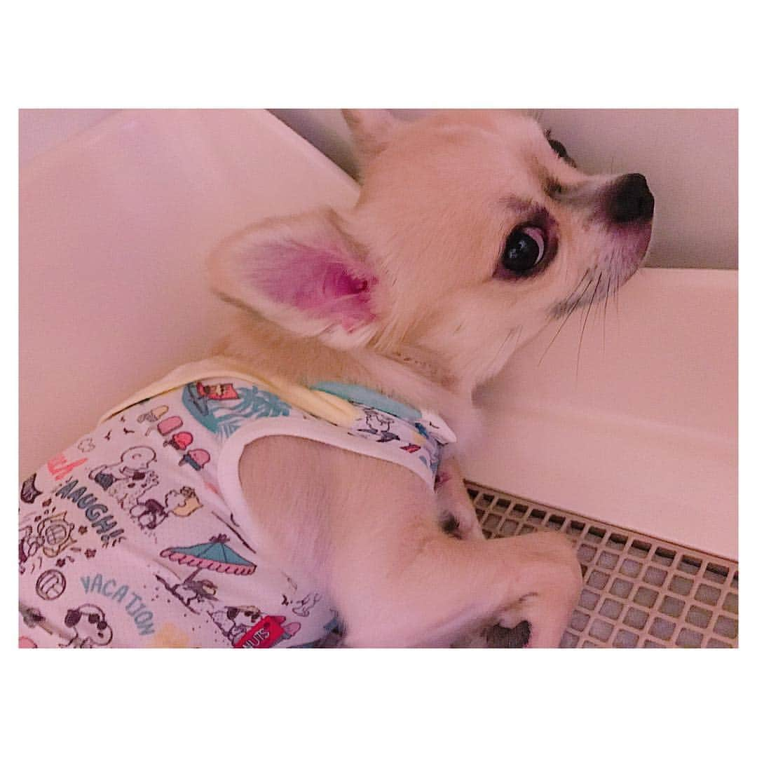 有明ゆなさんのインスタグラム写真 - (有明ゆなInstagram)「いやいや ろみさんもかーい！笑笑 . . . . #愛犬 #ちわわ #ちわわ多頭飼い #ちわわちゃん #チワワ #チワワちゃん #チワワ画像 #dog #dogstagram #dogs #instadog」3月23日 9時02分 - ariake_yuna