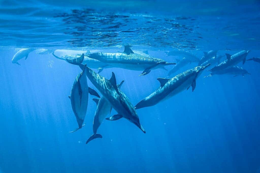 And Youさんのインスタグラム写真 - (And YouInstagram)「Our underwater photographers will make sure that you won't miss capturing any of the breathtaking moments on your tour swimming with dolphins 📷. . @rbblunicn  took these dream-like images on a recent tour! . . . #swimmingwithdolphins🐬 #unrealhawaii #hawaii🌴 #hawaiivacation #oahuadventures」3月23日 9時16分 - dolphinsandyou