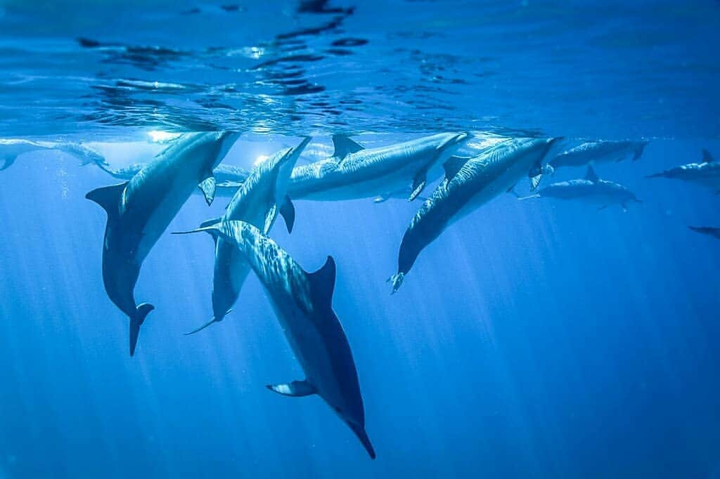 And Youさんのインスタグラム写真 - (And YouInstagram)「Our underwater photographers will make sure that you won't miss capturing any of the breathtaking moments on your tour swimming with dolphins 📷. . @rbblunicn  took these dream-like images on a recent tour! . . . #swimmingwithdolphins🐬 #unrealhawaii #hawaii🌴 #hawaiivacation #oahuadventures」3月23日 9時16分 - dolphinsandyou