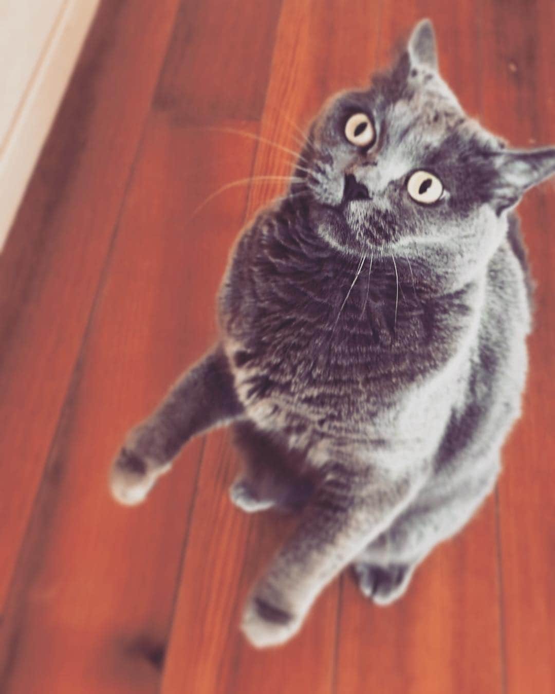 チキン南蛮カレーのルウ王子のグルメインスタ