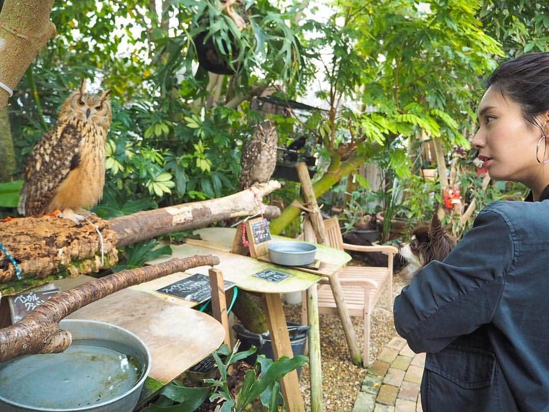 篠原真衣さんのインスタグラム写真 - (篠原真衣Instagram)「. . 園芸屋さんですが . 植物を物色していたら突然ミミズクが出てきます笑。 . リルはドン引きw . 九官鳥のきゅうちゃんはこんにちはって挨拶してくれますし、フクロウもヤギも居たよ🐐。 . すごい楽しい園芸屋さん(°_°) . #thefarmuniversal #茨木市」3月23日 9時37分 - shinomai425