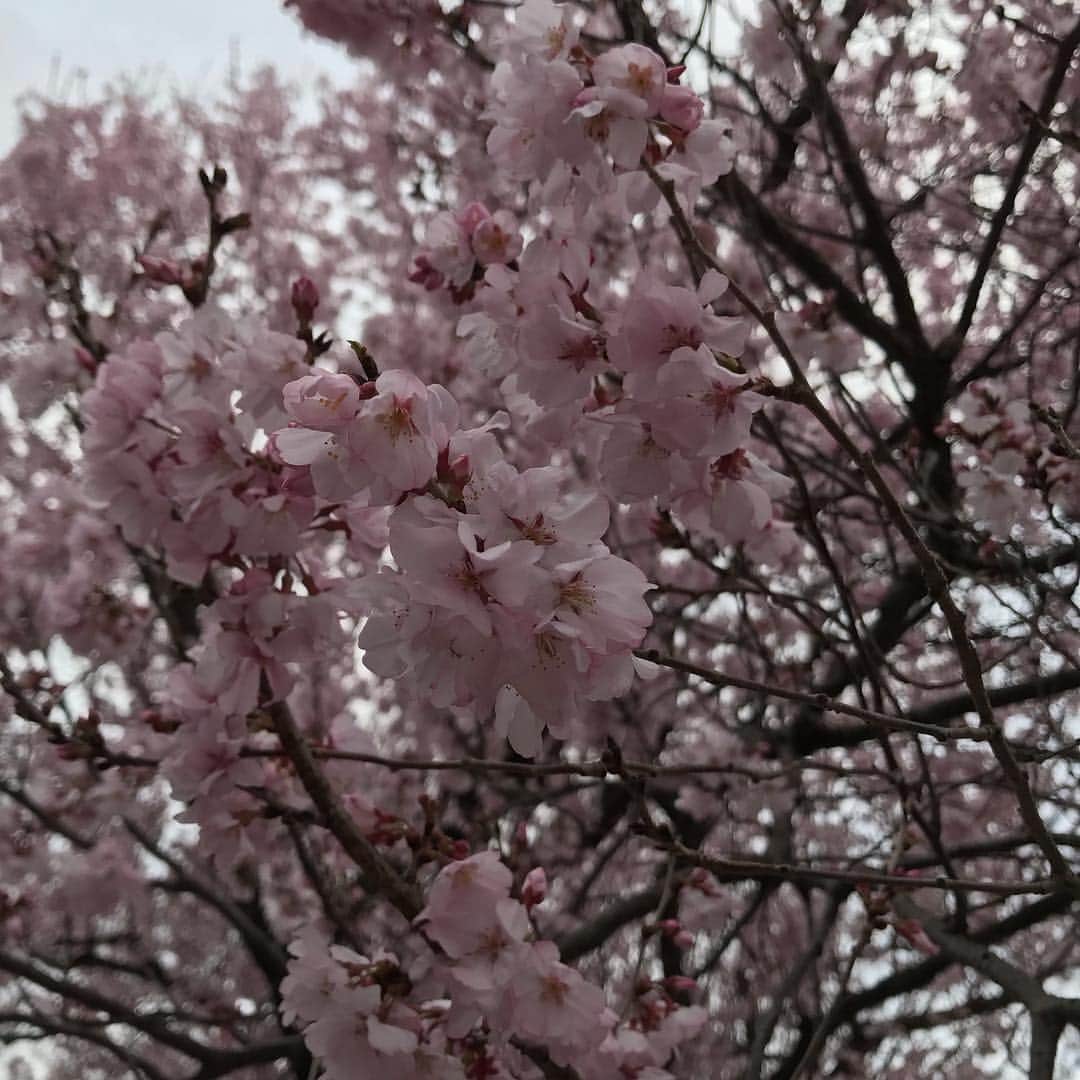 靖乃さんのインスタグラム写真 - (靖乃Instagram)「せっかく綺麗に桜が咲いてきたかな？と思た週末には驚く程の花冷えですなぁ〜 ゆっくりお花見…とは行けなそうσ(^_^;) 皆様、体調にはくれぐれもお気をつけ下さいまし！！！！！ #靖乃 #桜 #花冷え」3月23日 9時56分 - yasuno_official