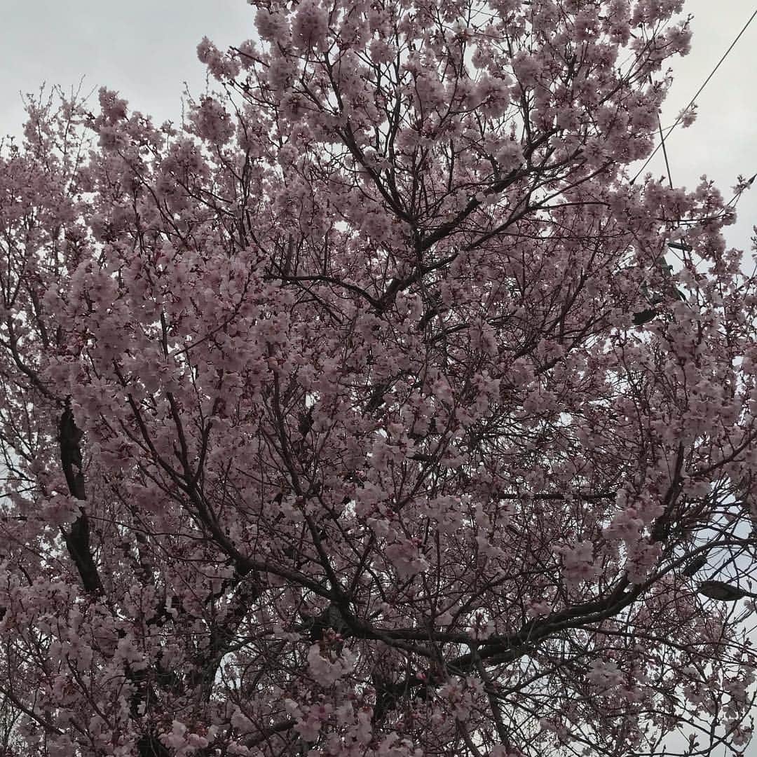 靖乃さんのインスタグラム写真 - (靖乃Instagram)「せっかく綺麗に桜が咲いてきたかな？と思た週末には驚く程の花冷えですなぁ〜 ゆっくりお花見…とは行けなそうσ(^_^;) 皆様、体調にはくれぐれもお気をつけ下さいまし！！！！！ #靖乃 #桜 #花冷え」3月23日 9時56分 - yasuno_official
