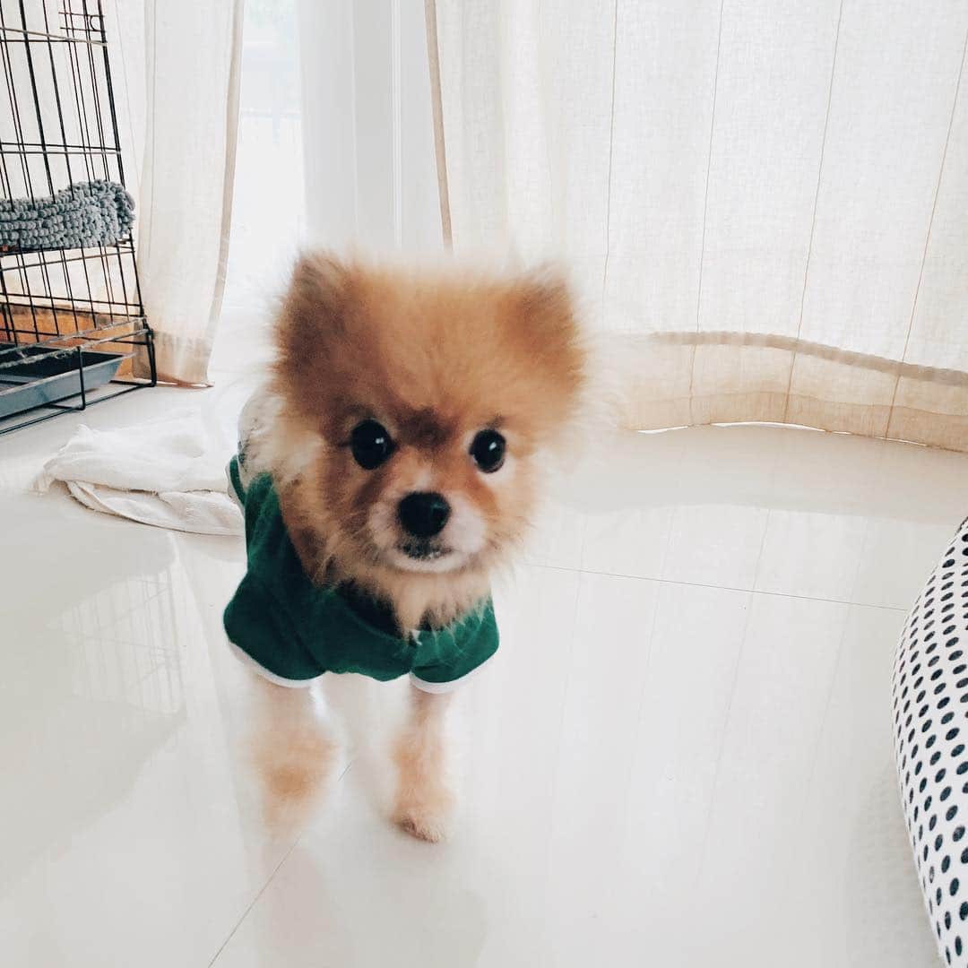 r_oseのインスタグラム：「#Throwback to the day that I have less fur 🦊〰️」