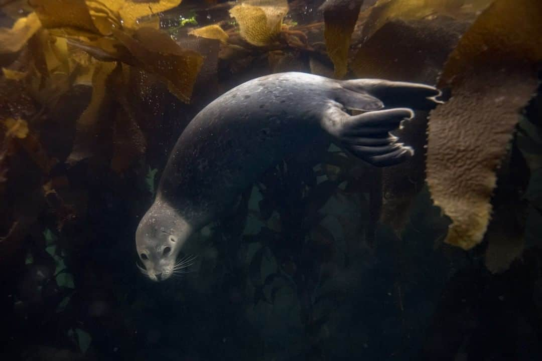 National Geographic Travelさんのインスタグラム写真 - (National Geographic TravelInstagram)「Photo by @kiliiiyuyan | A harbor seal darts among the fronds of a kelp forest in Carmel Bay, California. Monterey Bay and the central California coast are some of the richest areas for marine life on earth because of the nutrients brought by upwellings from the underwater Mariana Trench. Follow me, @kiliiiyuyan, for more from our wild world. #seal #montereybay #california」3月23日 10時00分 - natgeotravel