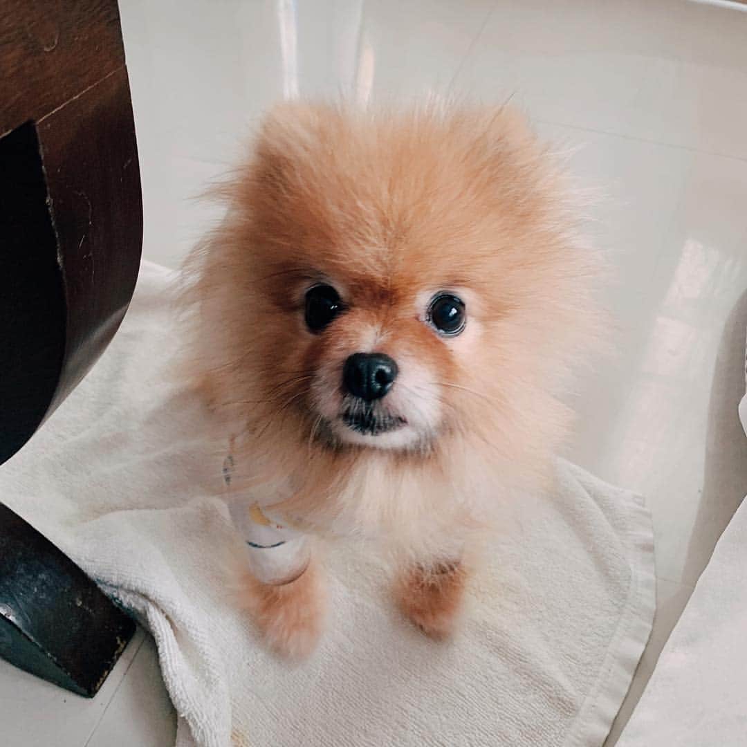 r_oseのインスタグラム：「Now, I can’t stop them growing outta me 🦁〰️ #fluff」