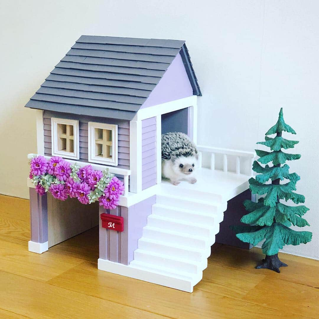 あずきさんのインスタグラム写真 - (あずきInstagram)「Monaka got a new house🏠💕This house made by me (@tsunoshu ) ついにもなさん、あずきと同じタイプのハウスに入居🏠✨✨ . 去年5月から作り始めてやっと完成しました👏👏👏 早速奥の定位置で爆睡してる様子😪 . . あずきがミントグリーンで、もなかがラベンダー。著書のトゲもふ！のテーマカラーと同じにしました☺️ . . . #ポストのレタリング頑張った📮 #もなさん内見中 #newhouse #新築一戸建て  #ハリネズミハウス #hedgehoghouse  #はりねずみ #ハリネズミ  #hedgehog #pygmyhedgehog #lovelypet #cuteanimals #はりねずみのもなか #hedgie #Hérisson #고슴도치 #刺猬 #hedgehogazuki  #hedgehogsofinstagram #animaladdicts #cuddles  #hedgehogazuki #petscorner  #cutepetclub #worldofcutepets #animalvibes」3月23日 10時03分 - hedgehog_azuki