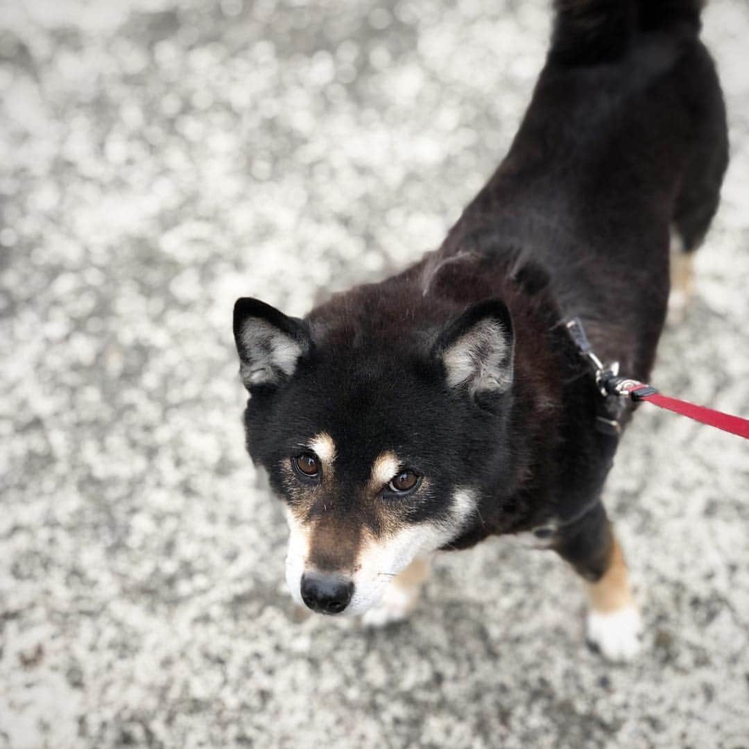 小川博永さんのインスタグラム写真 - (小川博永Instagram)「さみーよ。  #今朝まる #ししまる #dog #dogs #柴犬 #黒柴」3月23日 10時14分 - ogawahironaga