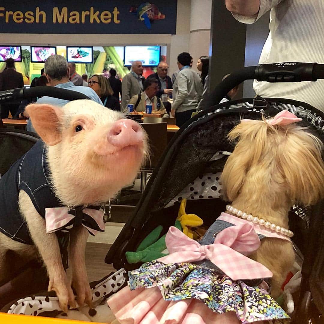 Priscilla and Poppletonさんのインスタグラム写真 - (Priscilla and PoppletonInstagram)「We took a quick break from looking around at the #globalpetexpo to let the humans eat. I am more convinced now than ever that Penn is following in Pop’s hoofsteps and becoming quite the ladies pig. When @sparklesthediva turned around to pose for a photo, he snuck over into her stroller. Look at her face when she turns back around and sees him sitting there. I think you better stick with Pigtail little buddy!🐷💕🐶💕🐷💕🐶💕🐷💕🐶💕🐷 . All of our adorable matching denim and pink gingham outfits were custom made by @mister_migs. Twinning isn’t winning for you this time Penn.🐷😂#outofyourleague #divadog #pigcrush #PiggyPenn #PrissyandPop .」3月23日 10時08分 - prissy_pig