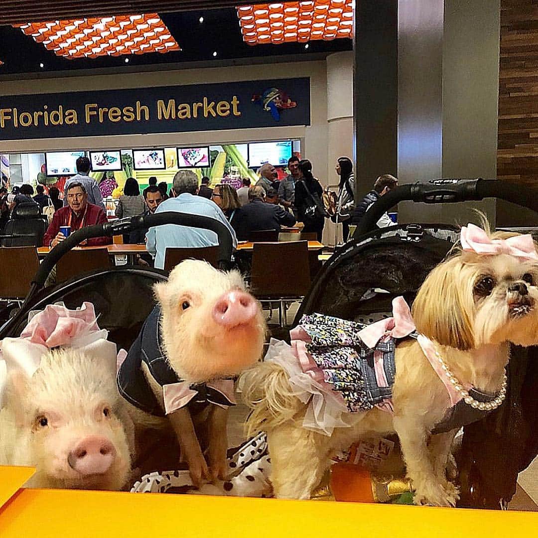Priscilla and Poppletonさんのインスタグラム写真 - (Priscilla and PoppletonInstagram)「We took a quick break from looking around at the #globalpetexpo to let the humans eat. I am more convinced now than ever that Penn is following in Pop’s hoofsteps and becoming quite the ladies pig. When @sparklesthediva turned around to pose for a photo, he snuck over into her stroller. Look at her face when she turns back around and sees him sitting there. I think you better stick with Pigtail little buddy!🐷💕🐶💕🐷💕🐶💕🐷💕🐶💕🐷 . All of our adorable matching denim and pink gingham outfits were custom made by @mister_migs. Twinning isn’t winning for you this time Penn.🐷😂#outofyourleague #divadog #pigcrush #PiggyPenn #PrissyandPop .」3月23日 10時08分 - prissy_pig
