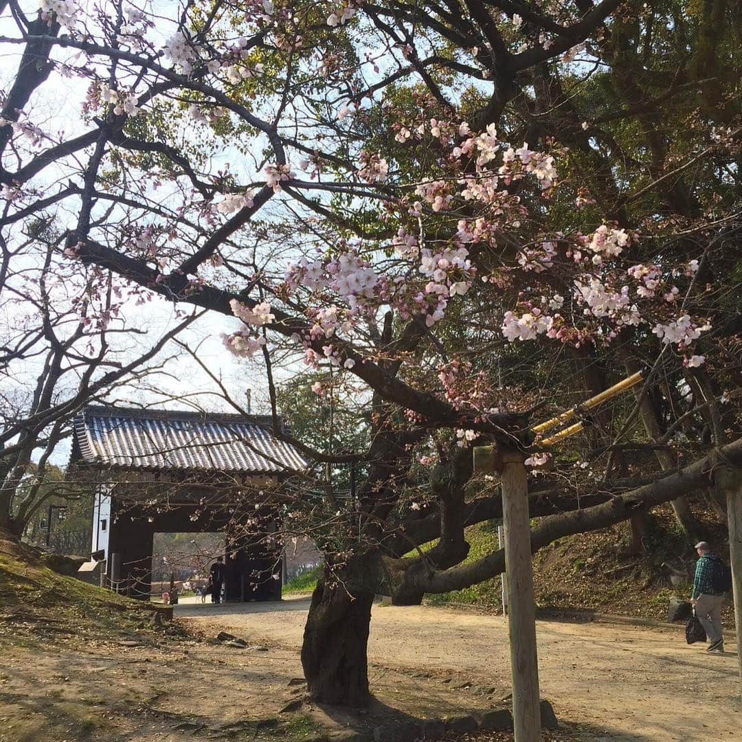 テレビ西日本「Cubetnc」さんのインスタグラム写真 - (テレビ西日本「Cubetnc」Instagram)「ついに、桜が開花しました！ まだ咲き始めですが、 ふっと辺りが明るくなるような気持ちになりますね。 舞鶴公園ではきょうから 「福岡城さくらまつり」が始まるということで、 さっそく鶴田リポーターがおじゃましています！ 放送はまもなく、10時25分からです。 お楽しみに！  #鶴田麻貴子 #舞鶴公園 #桜 #福岡城さくらまつり #土曜NEWSファイルCUBE #土曜ニュースファイルCUBE #田久保尚英 #角田華子 #テレビ西日本 #TNC」3月23日 10時21分 - cubetnc