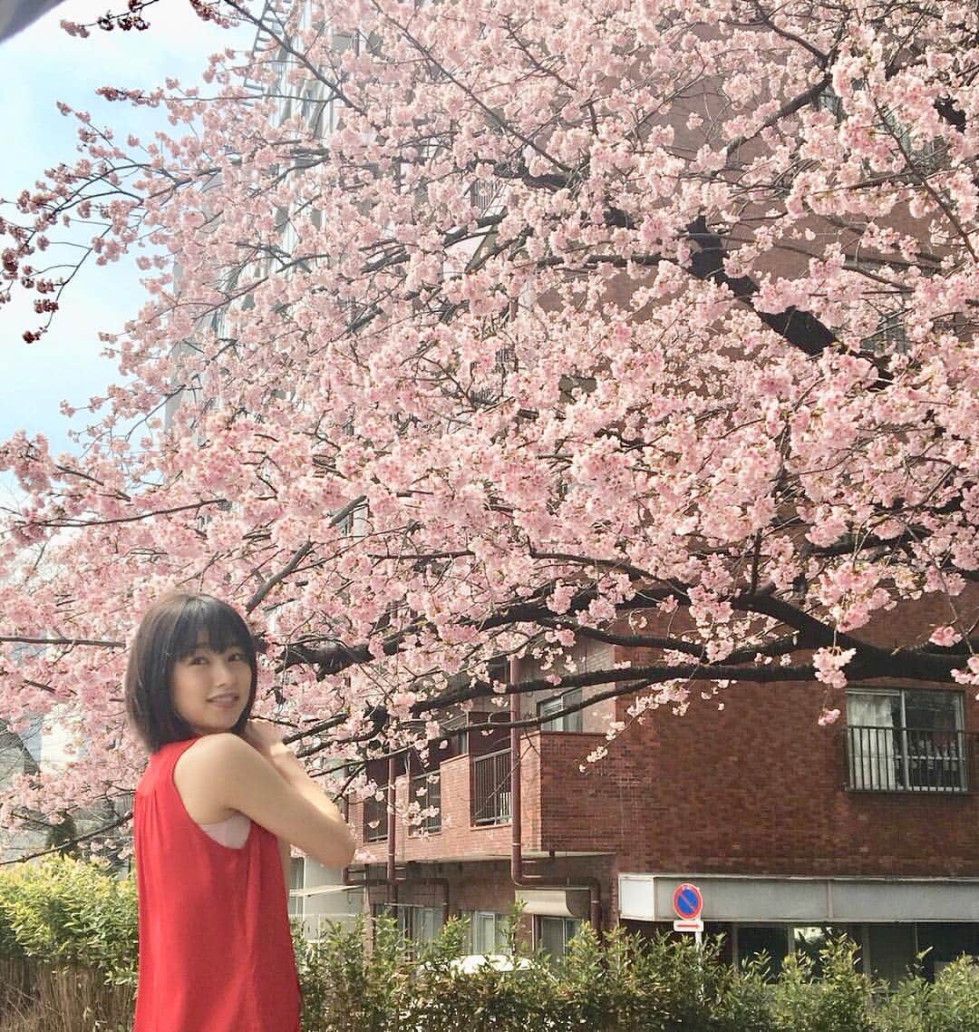 桜井日奈子さんのインスタグラム写真 - (桜井日奈子Instagram)「おはようございます☀️ 今年も桜の季節がやってきましたね！🌸 東京は一昨日開花宣言されましたが、  岡山市のお花見といえば、毎年恒例の「岡山さくらカーニバル」です！  私も学生時代に何度も遊びに行きましたが、とても桜が綺麗で お店も沢山あって賑やかなんです！  うちは三兄弟でそれぞれ担当を決めて、屋台の食べ物を買いに行くのが恒例でした😊  屋台に夢中で桜カーニバルの写真がないのが残念です😵  この写真は去年撮ったもの、まだ髪短いですね！  今年のさくらカーニバルは、来週３月２９日（金）～４月７日（日）まで開催されます。  岡山さくらカーニバルの情報はこちらから確認してくださいね！  https://okayama-kanko.net/sightseeing/event.php?id=956  #岡山市 #岡山桜カーニバル」3月23日 10時27分 - sakurai.hinako_official