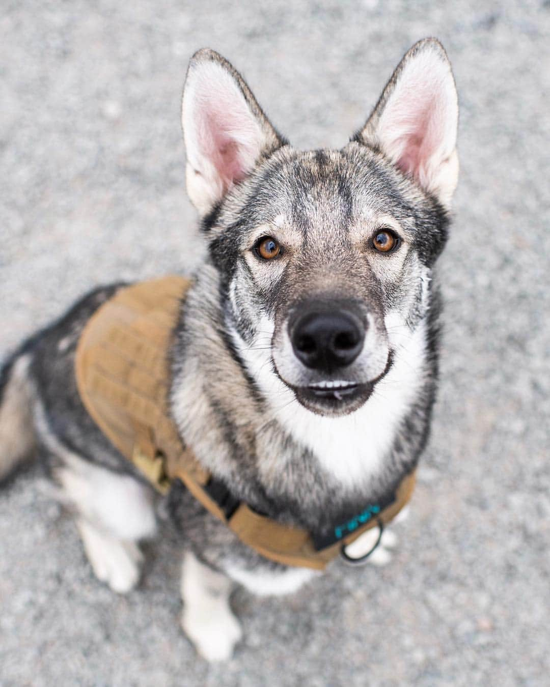 The Dogistさんのインスタグラム写真 - (The DogistInstagram)「Finn, Tamaskan (7 m/o), Maria Hernandez Park, Brooklyn, NY • “He usually destroys my socks. I picked him out of eight puppies because he was the only one with his tongue hanging out.” @finns.insta.gram • See today’s IG stories and the link in bio for Finn’s recent collaboration for The Dogist giveaway (link in bio)」3月23日 10時34分 - thedogist