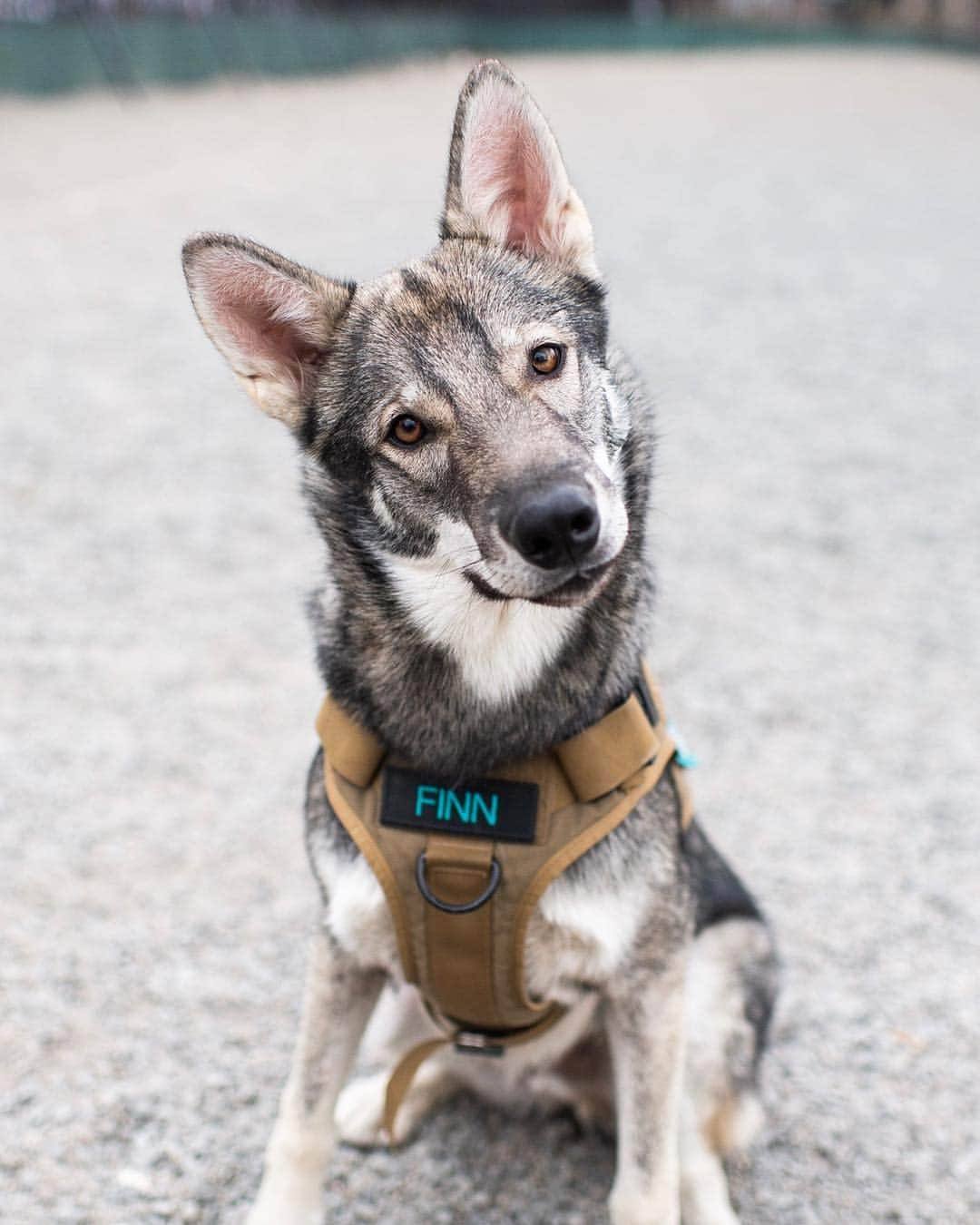 The Dogistさんのインスタグラム写真 - (The DogistInstagram)「Finn, Tamaskan (7 m/o), Maria Hernandez Park, Brooklyn, NY • “He usually destroys my socks. I picked him out of eight puppies because he was the only one with his tongue hanging out.” @finns.insta.gram • See today’s IG stories and the link in bio for Finn’s recent collaboration for The Dogist giveaway (link in bio)」3月23日 10時34分 - thedogist