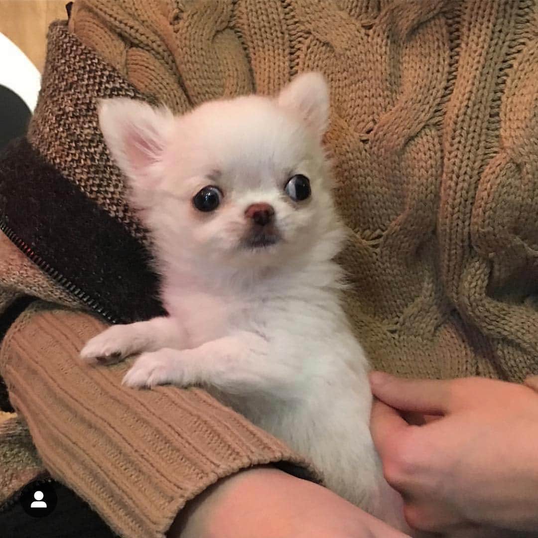 のインスタグラム：「しばらく会ってないなー、会いたいなーおもち✨ ・ ・ ・ おもちパピー期🍼 #iamomochi #puppy」