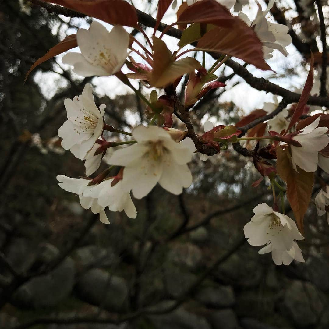 TOGGYさんのインスタグラム写真 - (TOGGYInstagram)「お花見ゴルフ⛳️🌸 #toggy #keya #itmshima #fukuoka #japan #golf #cherryblossom」3月23日 10時48分 - dj_toggy