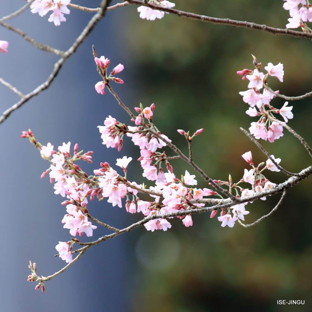 伊勢神宮さんのインスタグラム写真 - (伊勢神宮Instagram)「内宮の桜が開花しました #伊勢神宮 #神宮 #神社 #心のふるさと #内宮 #宇治橋 #春 #桜 #ISEJINGU #JINGU #SOUL_of_JAPAN #Japan #Jinja #Shinto #Naiku #Ujibashi_Bridge #Spring #Cherry_Blossoms」3月23日 11時00分 - isejingu.official