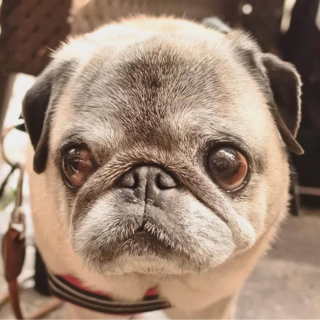 八兵衛のインスタグラム：「cafe time🐶🐶 * * お灸の帰りに ぐりちゃん @haniwa_guli.asuka と キャフェーにいってきたよー。 * * ③ぐりパイセンが エスコートしてくれるよ🐕 * ④お天気よすぎで 床で涼んだ２人 * * * べえさん抜歯したり 誤嚥起こしたりでしたが 鍼灸でメンテナンスして 元気になってきています🐖🌸 * *  #ほぼ黒パグ #おじいちゃん犬 #パグ #pug #puggy #puglife #puglove #petstagram #pugstagram #pugsofinstagram #pugs #dog #ふわもこ部  @igersjp #IGersJP #east_dog_japan #pecoイヌ部 #八兵衛 #はちべえ #朝ワンコ夕ニャンコ」