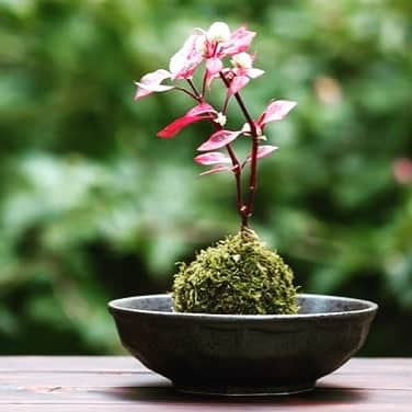 八芳園さんのインスタグラム写真 - (八芳園Instagram)「【Spring Festival2019粋  桜の苔玉作り体験】  丸みが愛らしく、侘び色が美しい「苔玉」。 今回のイベントでは埼玉県熊谷市の専門店「みどり屋　和草（にこぐさ）」の職人を講師にお招きして、「桜の苔玉づくり」にチャレンジするワークショップを開催します。  舞台は、普段入る事のできない 庭園奥に建つ別館 白鳳館。 専用前庭の染井吉野を見ながら、 土とたわむれ、緑に癒される。  そして抹茶と季節の練り切りを味わう。 そんな春らしい、うららかな午後をお愉しみください。 ※写真はイメージです  苔玉造りのご予約はこちら https://passmarket.yahoo.co.jp/event/show/detail/017j381059ei3.html  八芳園Spring Festival2019 粋 http://www.happo-en.com/event/springfestival2019/  #八芳園 #苔玉 #苔玉作り #体験 #苔 #春 #お花見 #花見 #体験レッスン #白鳳館 #抹茶 #和菓子 #練り切り #粋  #八芳園 #桜 #お花見」3月23日 17時06分 - happoen