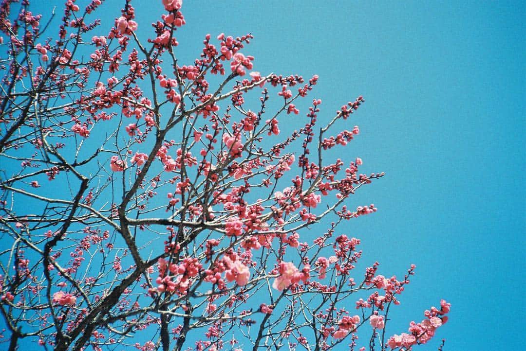川床明日香さんのインスタグラム写真 - (川床明日香Instagram)「お花見したい人〜🙋‍♀️ これは梅だよ。」3月23日 12時34分 - asuka_tokotoko