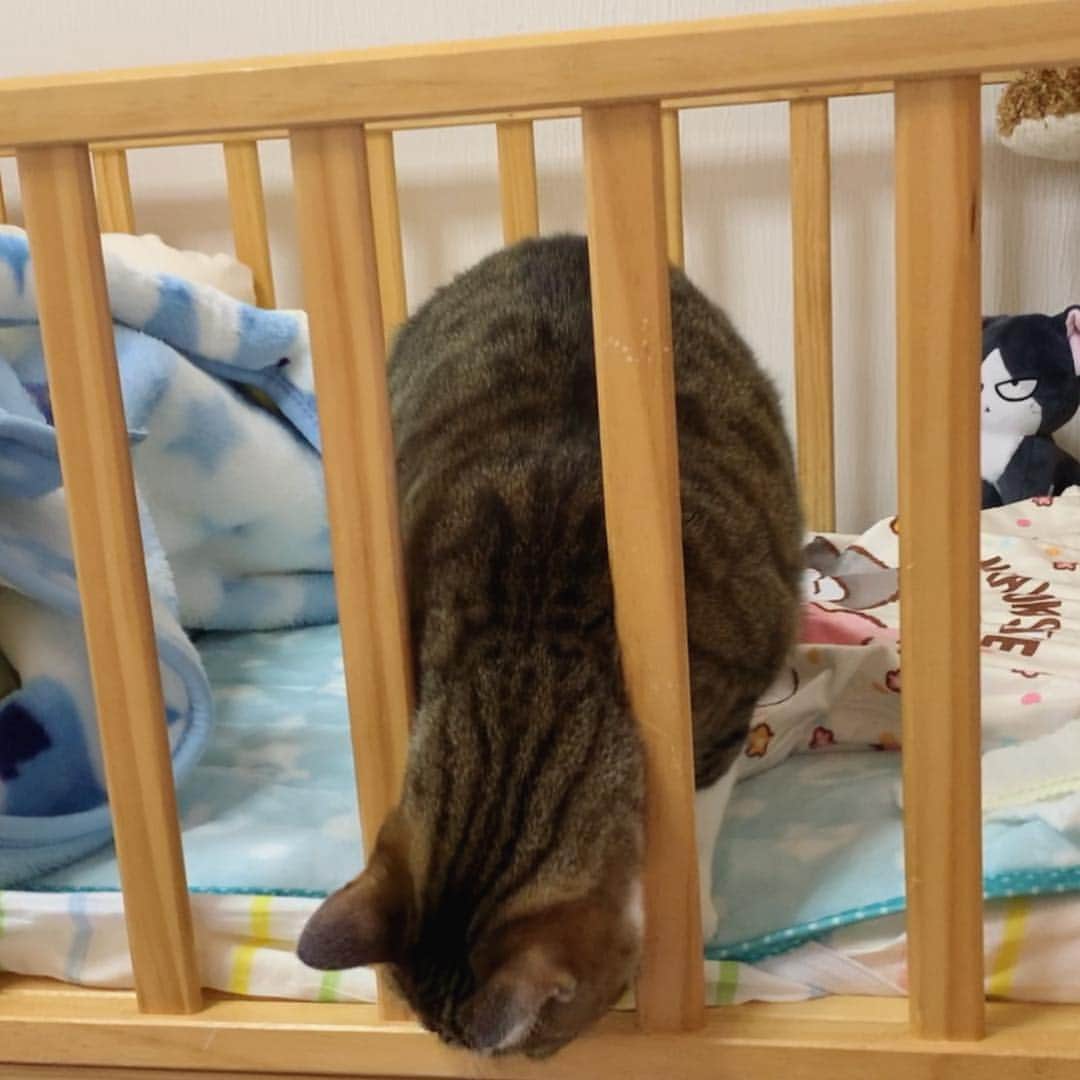 すずめくんさんのインスタグラム写真 - (すずめくんInstagram)「🐒🐒 .  うー のおとうと、どこ行ったにゃ？(๑・ỏ・๑)🐣 .  #赤ちゃんを探せ  #子守猫  #うなぎのベビーベッド .  Unagi.」3月23日 12時26分 - suzume0513