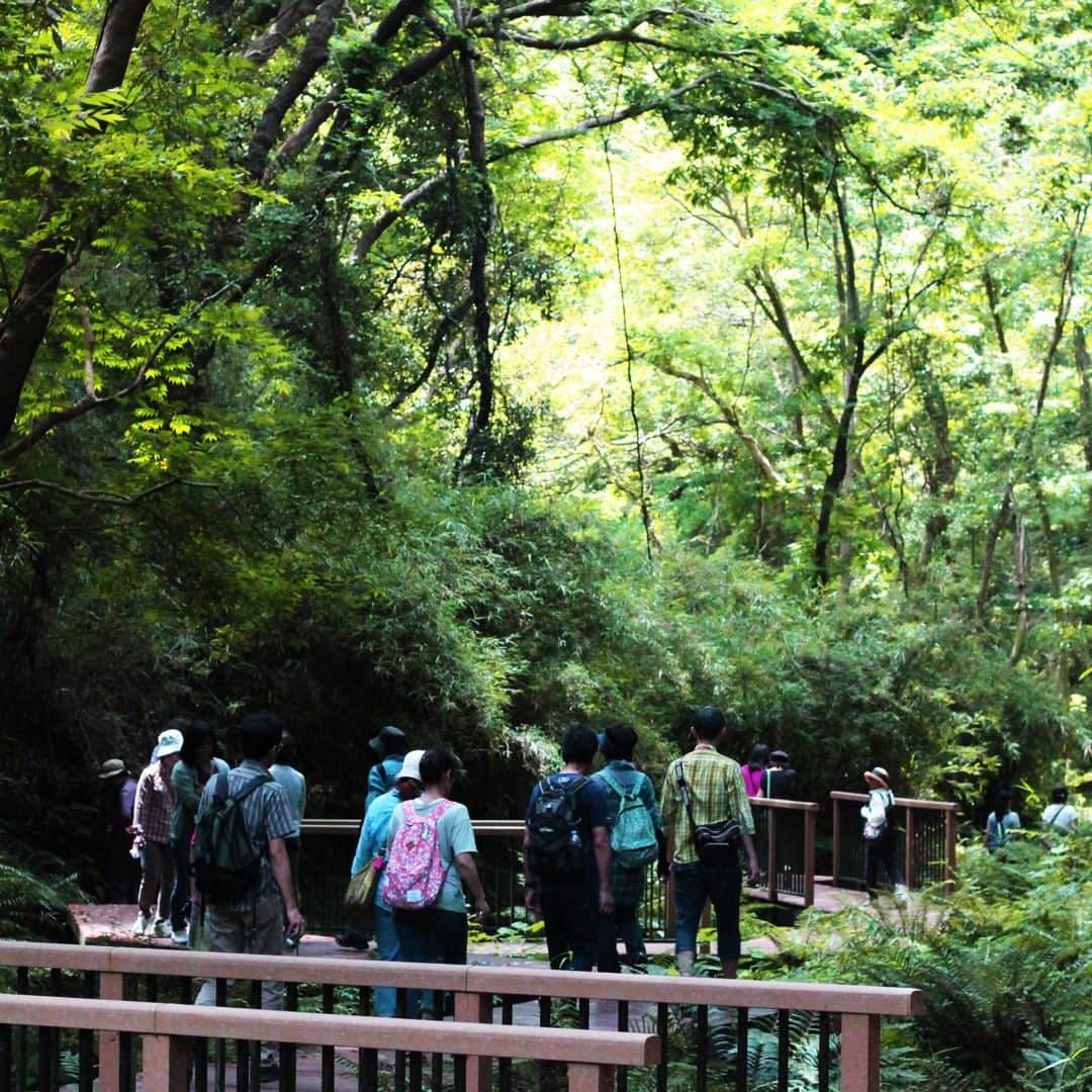 【公式】オーシャンリゾートホテル マホロバ・マインズ三浦さんのインスタグラム写真 - (【公式】オーシャンリゾートホテル マホロバ・マインズ三浦Instagram)「「小網代の森」は貴重な自然体験スポット。⁣ 源流から海までの生態系が自然のまま残されているのは首都圏では小網代の森だけと言われています。GWのお出かけにもおすすめ😄⁣ .⁣ Koajiro Forest is said to be the only natural environment in Kanto where you can find an entire river basin connecting the forest to swamps/mud flats and the sea. . #マホロバマインズ三浦 #三浦海岸 #ホテル #リゾート #三浦 #旅行 #旅 #ハイキングコース #神奈川旅行 #ゴールデンウィーク旅行 #GW旅行 #プチトリップ #ハイキング #森 #旅行気分 #小網代の森 #子どもとお出かけ #マホロバケーション #resort #miura #japan #tokyo #japantravel #mirakaigan #trip #travel #maholovaminds #hotel #マホロバ #三浦半島」3月23日 12時45分 - maholova_minds_miura