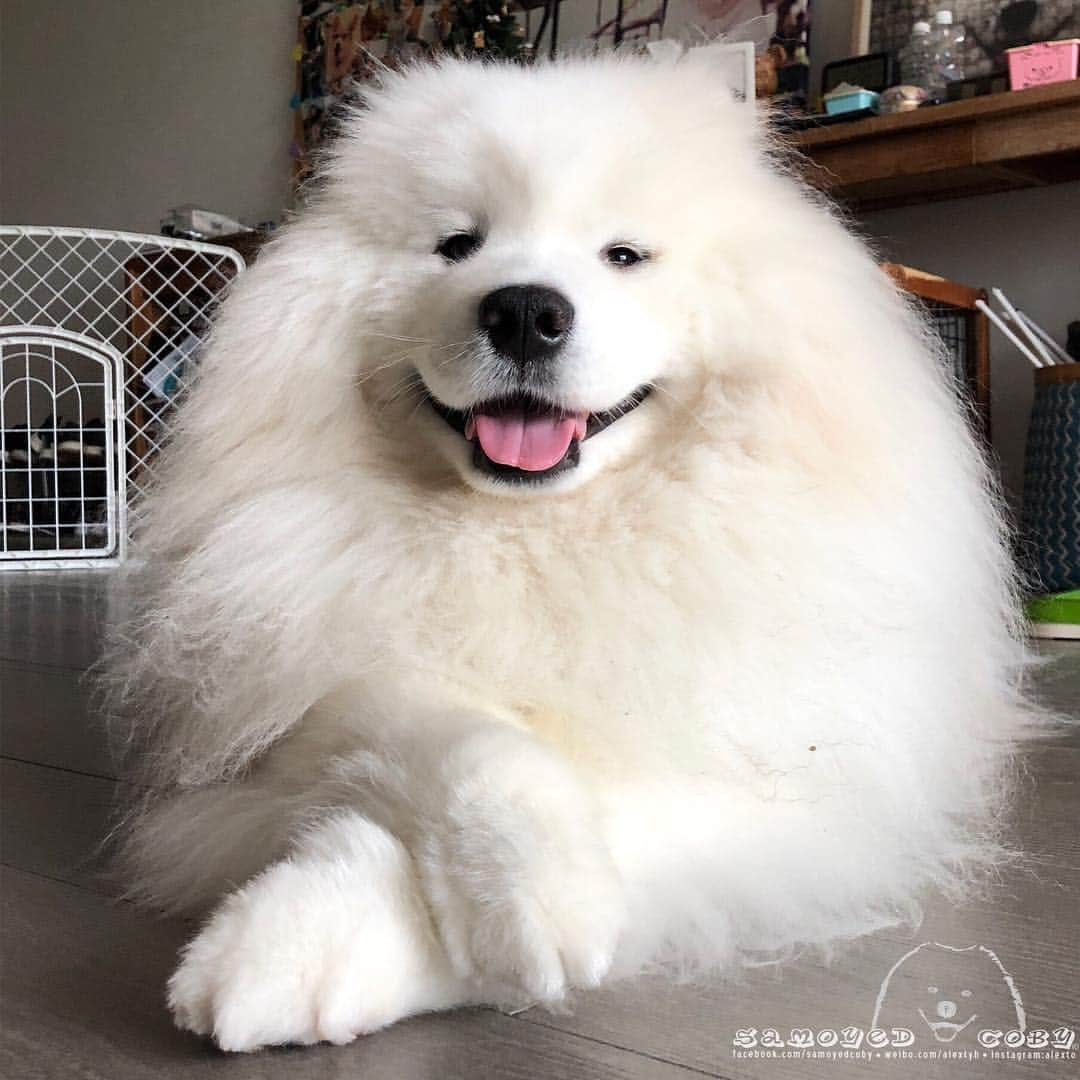 Alex Toさんのインスタグラム写真 - (Alex ToInstagram)「😄😄😄 #cute #dog #doglover #dogsofinstagram #dogoftheday #dogofthedayjp #dogstagram #fluffy #hkig #hongkong #ilovemydog #instadog #instagood #instamood #instagraphy #instapic #samoyedoninstagram #pet #petlovers #petsofinstagram #petstagram #photooftheday #puppy #pupsofinstagram #samoyed #samoyedsofinstagram #webstagram #犬 #サモエド」3月23日 12時47分 - alexto