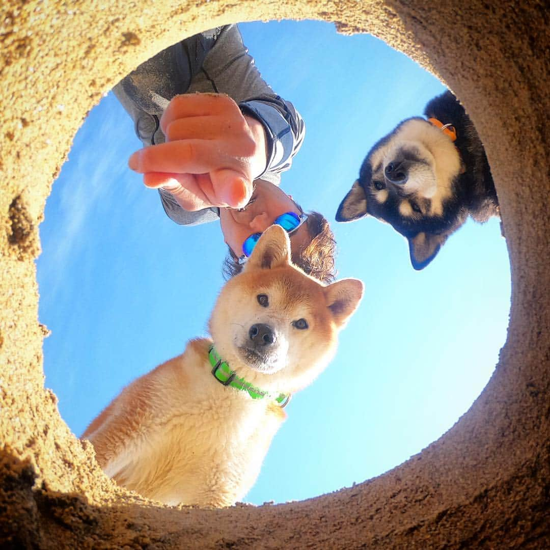 BlackRed shibasさんのインスタグラム写真 - (BlackRed shibasInstagram)「同じ目線… . 明日晴れるかなぁ . . . #goprohero7 @gopro @goprojp . . . #GoProJP #neneandmusashi2019 #GoPro #ゴープロ #shiba #shibinu #柴犬 #しばいぬ #japan #gopropets #lovely #cute #goprodog #goproのある生活 #happy #goprodog #gopropets #toyota_dog #otvadventures #besomedoggy #doggo #goprodogsquad #capturedifferent #柴犬ライフ #gopro7 #goprohero7black #goproNL #goproNed」3月23日 12時49分 - black_red_jp