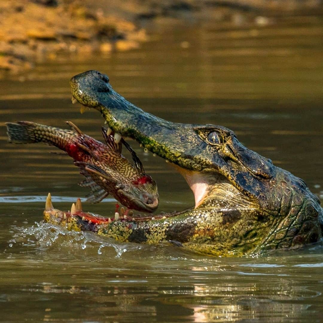 ナショナルジオグラフィックさんのインスタグラム写真 - (ナショナルジオグラフィックInstagram)「Photo by @stevewinterphoto | A caiman eats a catfish in the Black Creek in Brazil's Pantanal region. The caiman is the No. 1  food source for jaguars in this area. When the rains are good in the Amazon and the rivers rise in the Pantanal, the animals are abundant, and jaguars have a huge food court of prey to choose from, as nature is all connected. The Amazon provides 20 percent of the oxygen we breathe, so we could say that every 5th breath is from the Amazon. Rainforests provide 40 to 50 percent of the oxygen on the planet; mountains, grasslands, and forests provide 75 percent of our fresh water. If we save the homes of big cats we can help save ourselves. “When the buying stops, the killing can too.” @wildaid To see more images of big cats follow me @stevewinterphoto」3月23日 12時56分 - natgeo