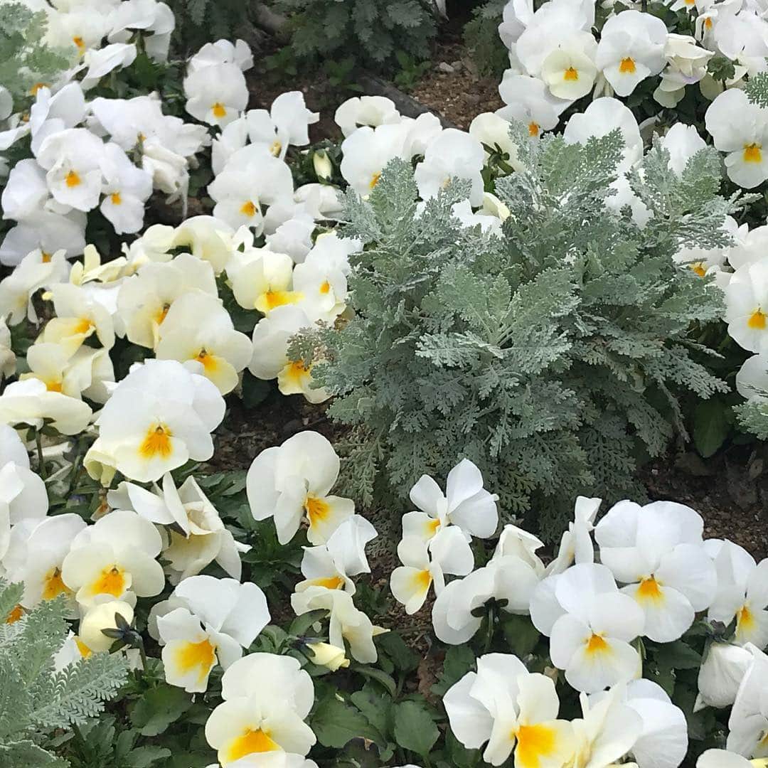 丸山礼さんのインスタグラム写真 - (丸山礼Instagram)「ヒルズに咲いてた花」3月23日 13時04分 - rei_maruyama