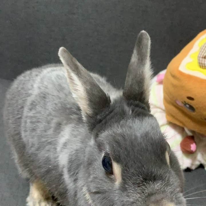 のインスタグラム：「ぴょんちゃま🐰」