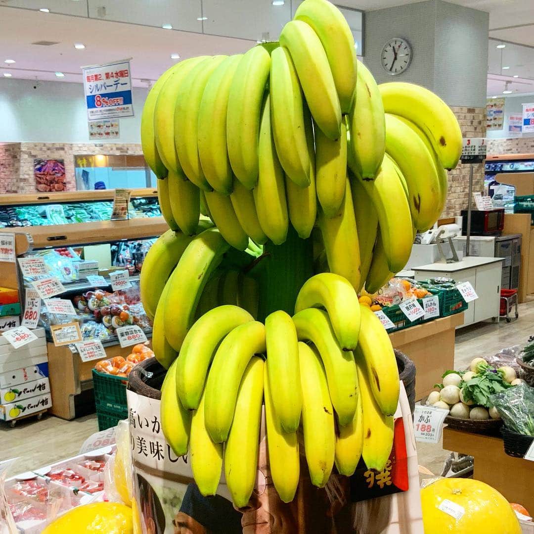 LATOV_ラトブ さんのインスタグラム写真 - (LATOV_ラトブ Instagram)「【1階 青果ナガヤマ】 ☆バナナの木☆ 設置の都合上逆さになっていますが、この状態ではなかなかお目にかかれませんよね！ 持たせてもらいましたが、かなり重いです！ お買い求めの方、ご相談ください！  台湾バナナも入荷しています。 健康や美容に良いバナナで栄養補給をしてバランスの良い食生活を送りましょう(^-^) #ラトブ #いわき #青果ナガヤマ #バナナの木 #バナナ #台湾バナナ」3月23日 13時20分 - latov_20071025