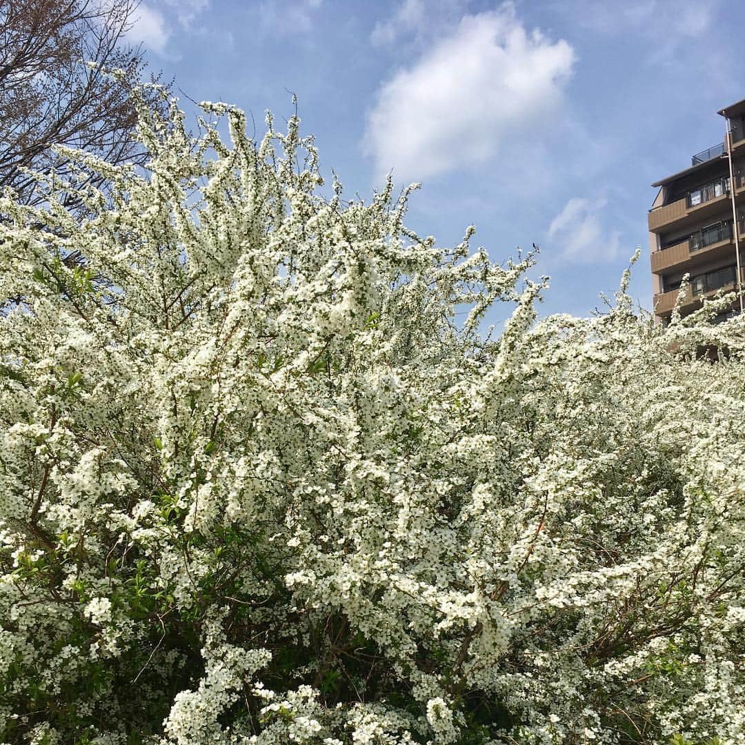高羽そらのインスタグラム：「ここのところ雨の日ばかりの外出だったけど、今日は快晴。通りかかった公園のユキヤナギが満開だった🤗 #ユキヤナギ」
