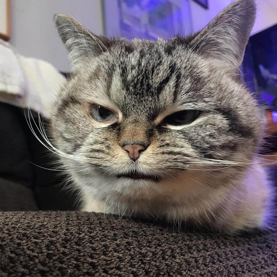 Lokiさんのインスタグラム写真 - (LokiInstagram)「Not impressed 😒 #catsofinstagram #cat #cats」3月23日 13時41分 - loki_kitteh