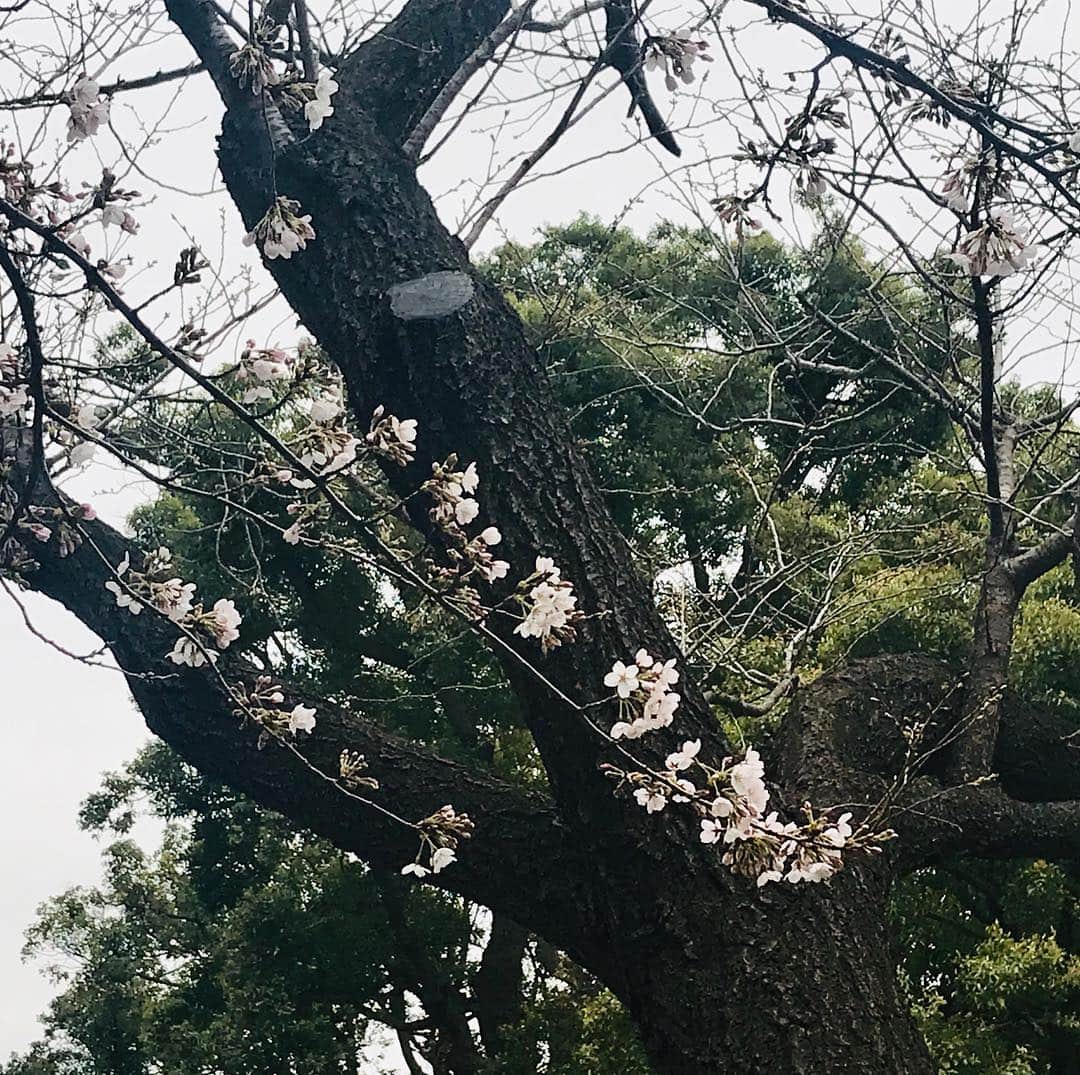 東京マリオットホテルさんのインスタグラム写真 - (東京マリオットホテルInstagram)「【 桜の開花情報 2019 】3月23日(土)13:00現在 本日はあいにくの天候により、開花はさほど進んでいないようで1.5分咲きです。 テラスでお花見メニューをご提供中！→ http://bit.ly/2HIfXZh #桜の開花情報 #桜2019 #桜の開花 #お花見 #開花宣言 #東京マリオットホテル #tokyomarriotthotel #品川 #日本の風景 #花のある風景 #amazingpic #sakura #instalike」3月23日 13時52分 - tokyomarriott