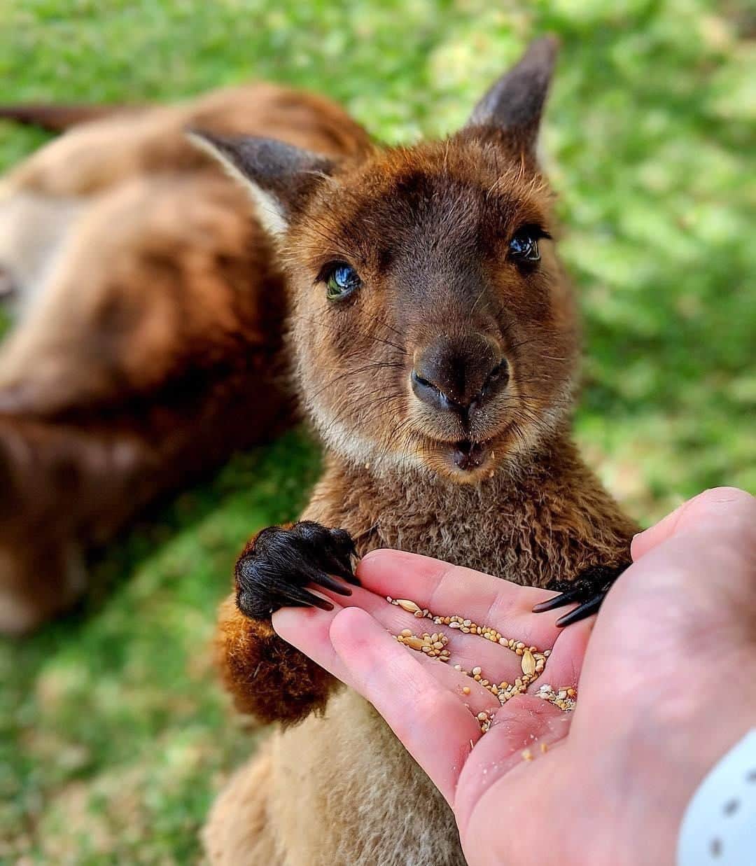 Australiaさんのインスタグラム写真 - (AustraliaInstagram)「C’mon, who could possibly say no to a face like this?! 😍 @braedyncorbani certainly couldn’t when this little cutie hopped over to sample some food at @glenforesttouristpark. This picturesque 400-acre farm in @southaustralia’s @eyrepeninsula region is not only home to a wide variety of native and exotic animals, but also its very own vineyard, @lincolnestatewines. So after meeting the many furry and feathered residents here, you can wander over to the cellar door for a spot of wine tasting and a cheese platter. Adorable animals and locally-produced wine? Sounds like the perfect combo to us!  #seeaustralia #southaustralia #eyrepeninsula #wine #wildlife #travel」3月23日 14時00分 - australia