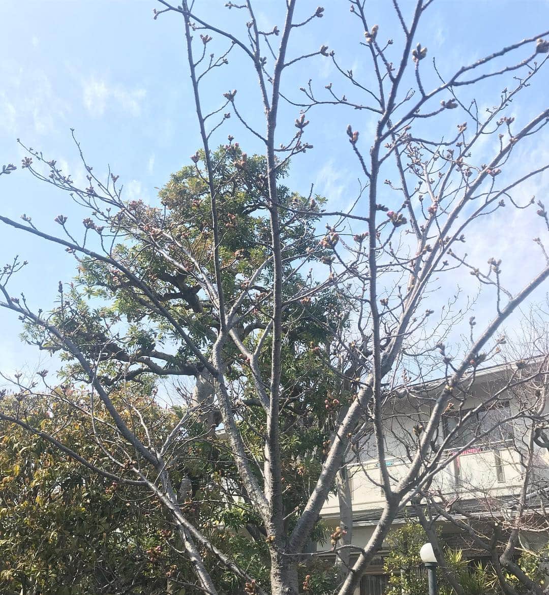 池山文のインスタグラム：「春休みを利用して、実家に帰省。一泊しかできないから、庭の桜の開花は見られず。 4月から京都で大学生活を始める甥っ子と、中学生になる甥っ子、2人の桜は見事に咲いた🌸よく頑張った〜〜！甥っ子って、無条件に可愛い😍 #桜 #さくら咲く #春休み #帰省」