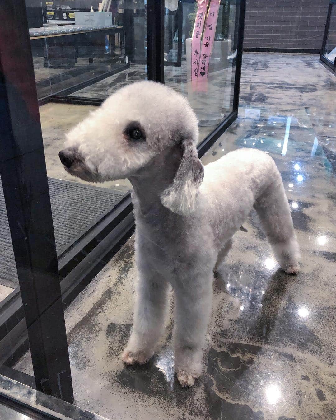 Junyoungさんのインスタグラム写真 - (JunyoungInstagram)「이발해쩡 🐑」3月23日 14時50分 - yanggeng88