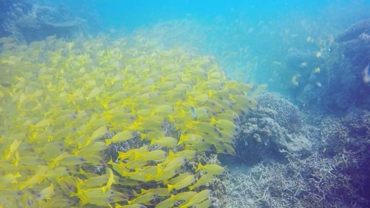 alize 「アリゼ」のインスタグラム：「#alizedive  #newcaledonia  #noumea  #diving  #diver  #divermag  # Nouvelle-Calédonie  #GoPro  #underwaterphoto  #ニューカレドニア  #ダイビング  #水中写真  #ダイビング好きな人と繋がりたい  #水中動画 #今日は凄かった  #群れ群れ #セシュクロワッサン #film #naturalphotography #underwater_world  @alizedive」