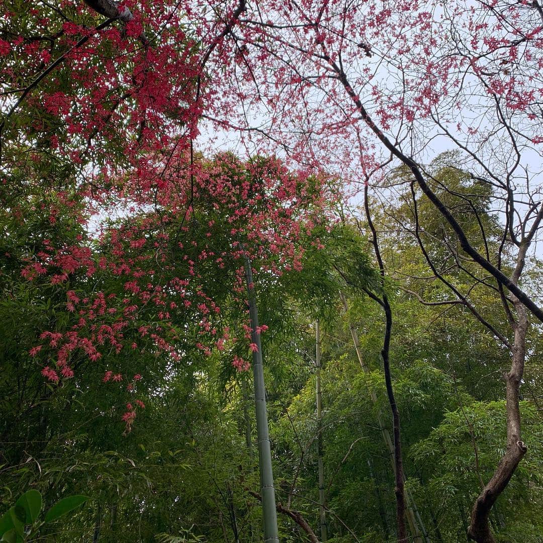 クリス智子さんのインスタグラム写真 - (クリス智子Instagram)「庭、春到来。  どこからか種が飛んできたようで、今年は、庭にむらさきの花がたくさんで、可愛い。  崖には、毎年楽しみの白に花。  そして、いつも、桜の頃に紅葉の木。なんだろなうなぁ、と思いながら、でしたが、調べてみると..デショウジョウ（出猩々）というのかなぁ。それとも、チシオ？（友人より名前聞き、その可能性もありそうだ） ＊それにしても、赤だけに？名前が強烈。。 ご存知の方あれば、教えてください🙇‍♀️ 最後は、なんとー！ （真ん中あたりに注目👀） 今年、初発見の筍！出始めた〜」3月23日 14時56分 - chris_tomoko