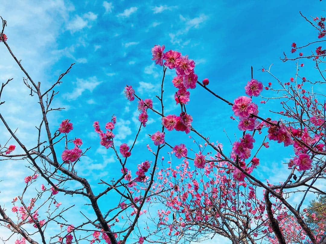 伊藤沙菜さんのインスタグラム写真 - (伊藤沙菜Instagram)「・ えつこと太平洋フェリーの新しい船『きたかみ』に乗ってジョシスタロケで 仙台に来てます🙋🏻‍♀️❤️ ㅤㅤㅤㅤㅤㅤㅤㅤㅤㅤㅤㅤㅤ 船のお部屋はホテルかのようでゆったり旅を満喫しました😊 ㅤㅤㅤㅤㅤㅤㅤㅤㅤㅤㅤㅤㅤ 今は仙台について秋保温泉に😆👏🏻⭐️ ㅤㅤㅤㅤㅤㅤㅤㅤㅤㅤㅤㅤㅤ 秋保第一号の足湯も楽しみました🙆🏻‍♀️ ㅤㅤㅤㅤㅤㅤㅤㅤㅤㅤㅤㅤㅤ 梅がとてつもなく綺麗やで🙆🏻‍♀️ ㅤㅤㅤㅤㅤㅤㅤㅤㅤㅤㅤㅤㅤ 早よ春よ来い💪🏻🔥🔥❤️ #太平洋フェリー #きたかみ #宮城県 #仙台 #天守閣自然公園 #湯本小屋館跡自然庭園  #足湯 #女子旅 #ジョシスタ」3月23日 15時11分 - 37room_official