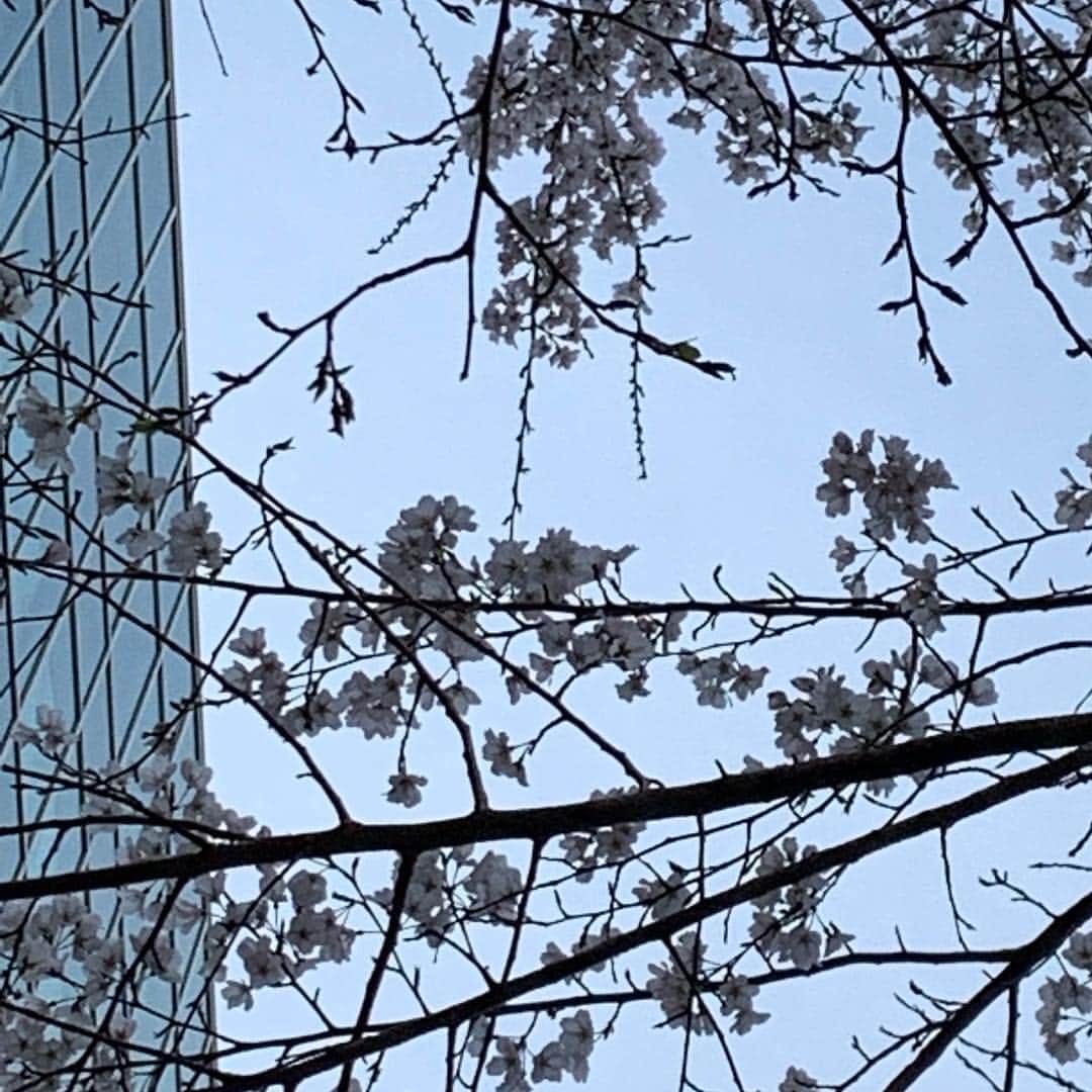 都竹悦子さんのインスタグラム写真 - (都竹悦子Instagram)「もう桜が！  朝の飛騨の雪から一変。寒いと言ってもやっぱり名古屋は春本番！  東海テレビ出口付近にて。  #スタイルプラス収録後に」3月23日 15時10分 - etsukotsuzuku